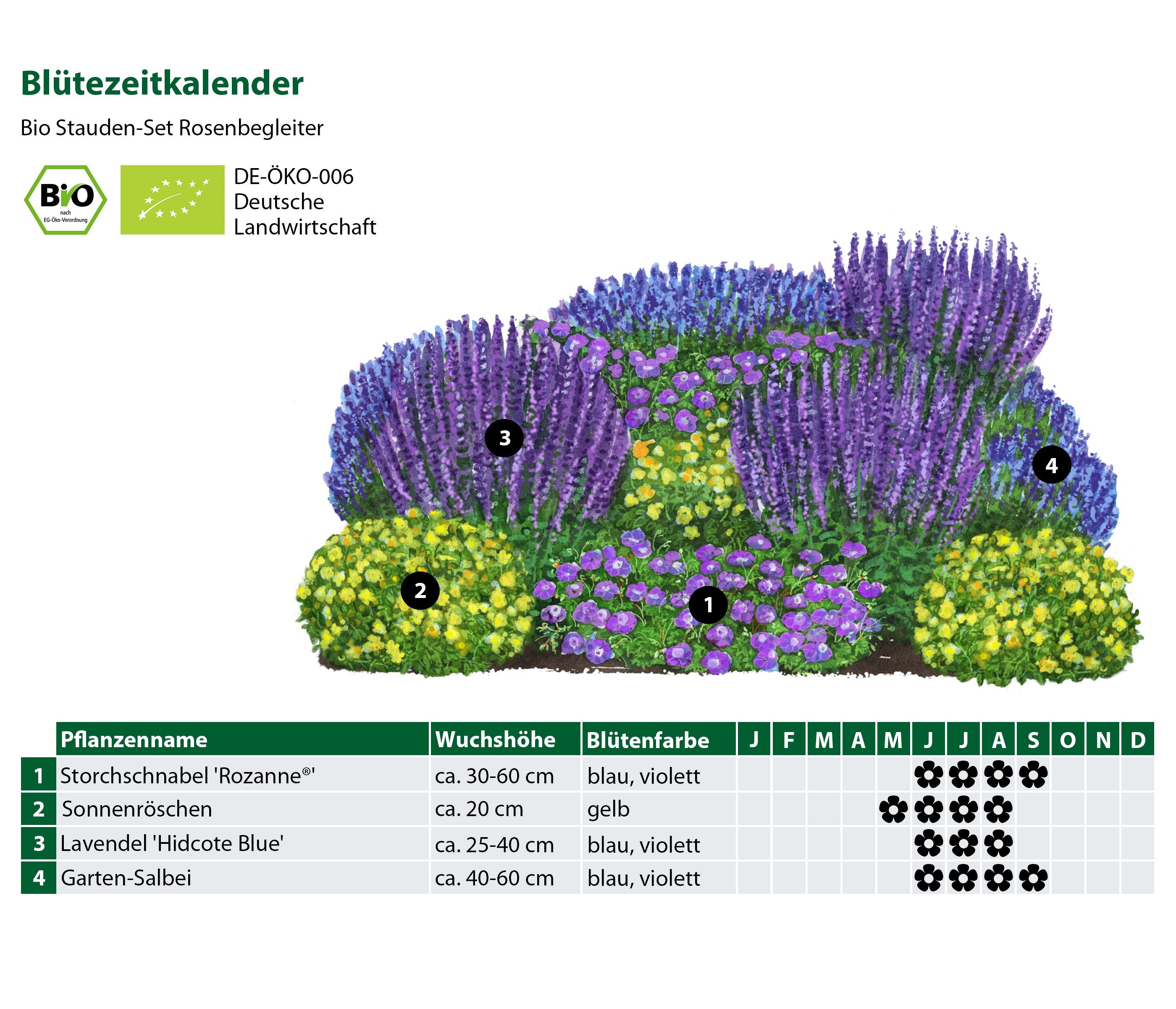 Dehner Staude Bio Stauden-Set Rosenbegleiter, 5-20 cm exkl. Pflanztopf, Ø Topf 9 cm, 12 Staudenpflanzen für sonnige Standorte