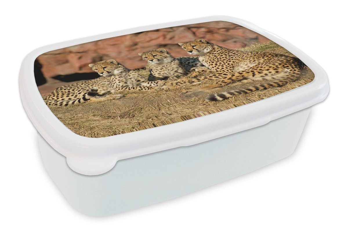 und und Erwachsene, Lunchbox (2-tlg), für Kinder Jungs weiß für Brotbox MuchoWow Gepardenmutter Kunststoff, und Mädchen Brotdose, -junge,