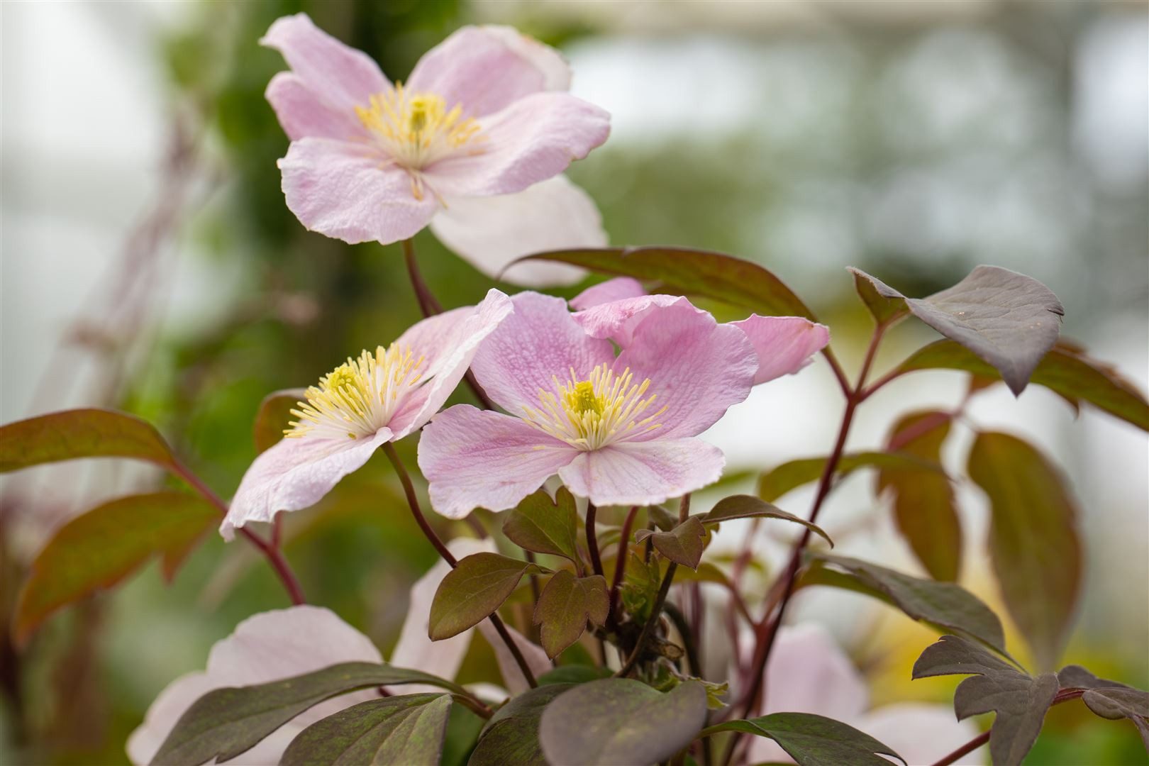 Pflanzen für Dich Kletterpflanze Clematis montana Tetrarose, 1 St., Berg-Waldrebe, Anemonen-Waldrebe, rosablühend, kletterpflanze