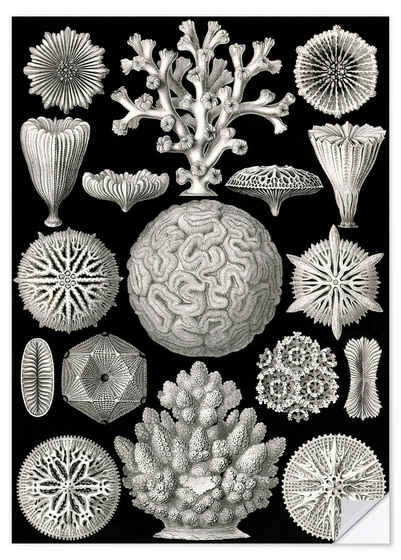 Posterlounge Wandfolie Ernst Haeckel, Sechsstrahlige Blumentiere, Hexacorallia (Kunstformen der Natur, 1899), Malerei