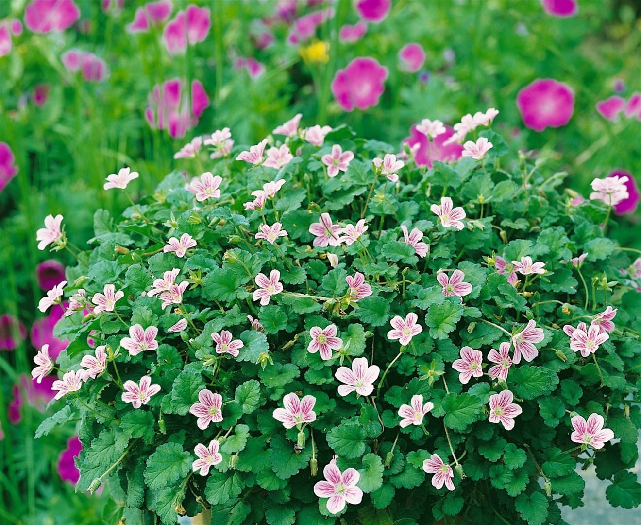 Pflanzen für Dich Staude Erodium x variabile 'Roseum', 1 St., Reiherschnabel, Storchschnabel