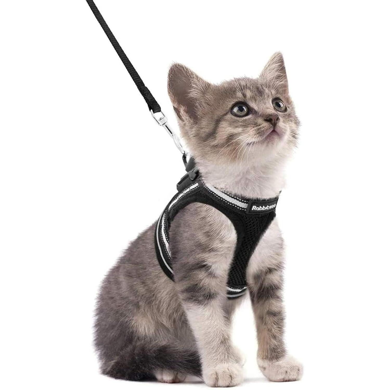 LuxusKollektion Katzen-Halsband Katzengeschirr mit Leine Ausbruchsicher Ver günstig online kaufen