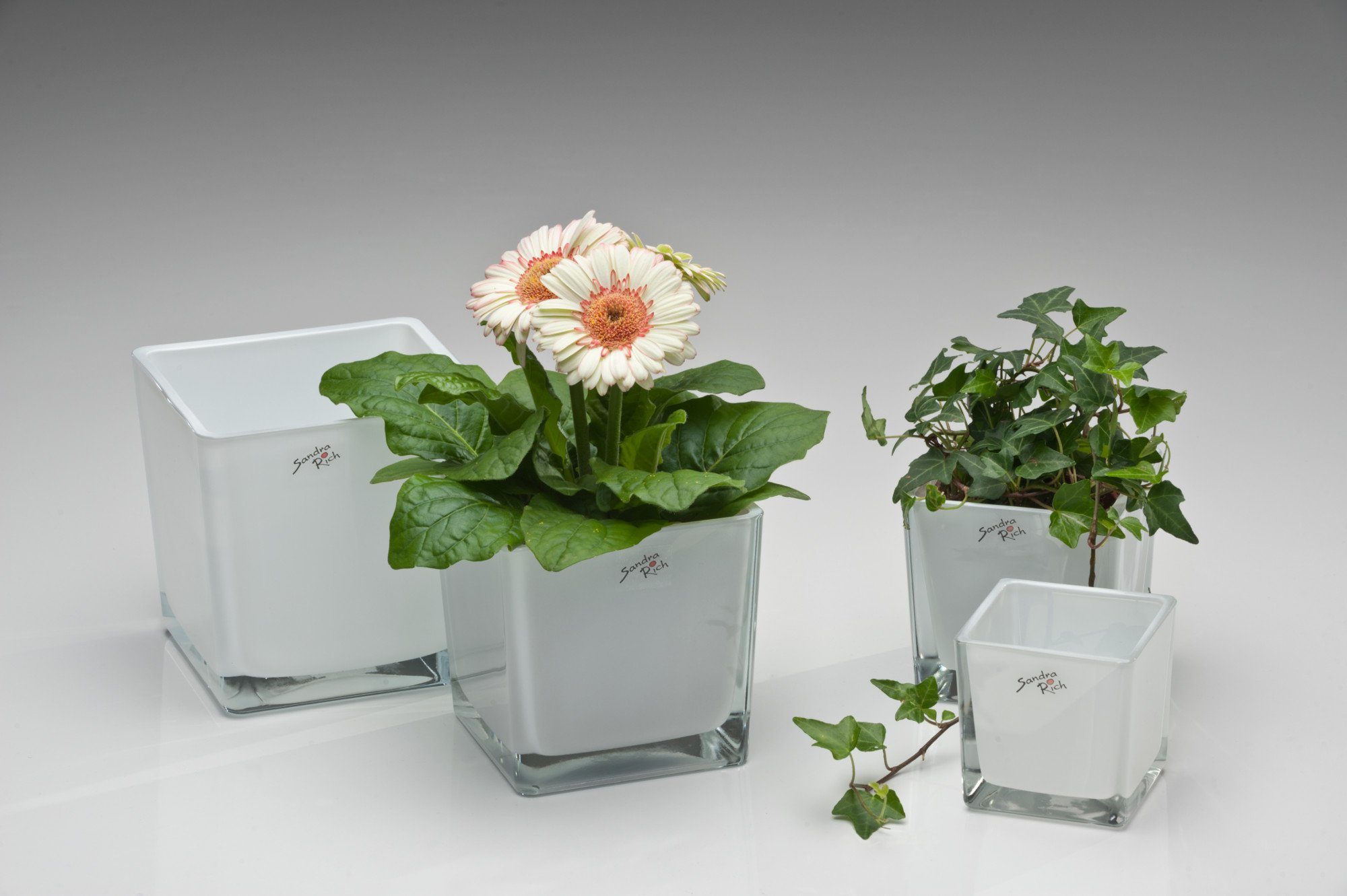Sandra Rich Blumentopf Blumentopf White Emotion günstig online kaufen