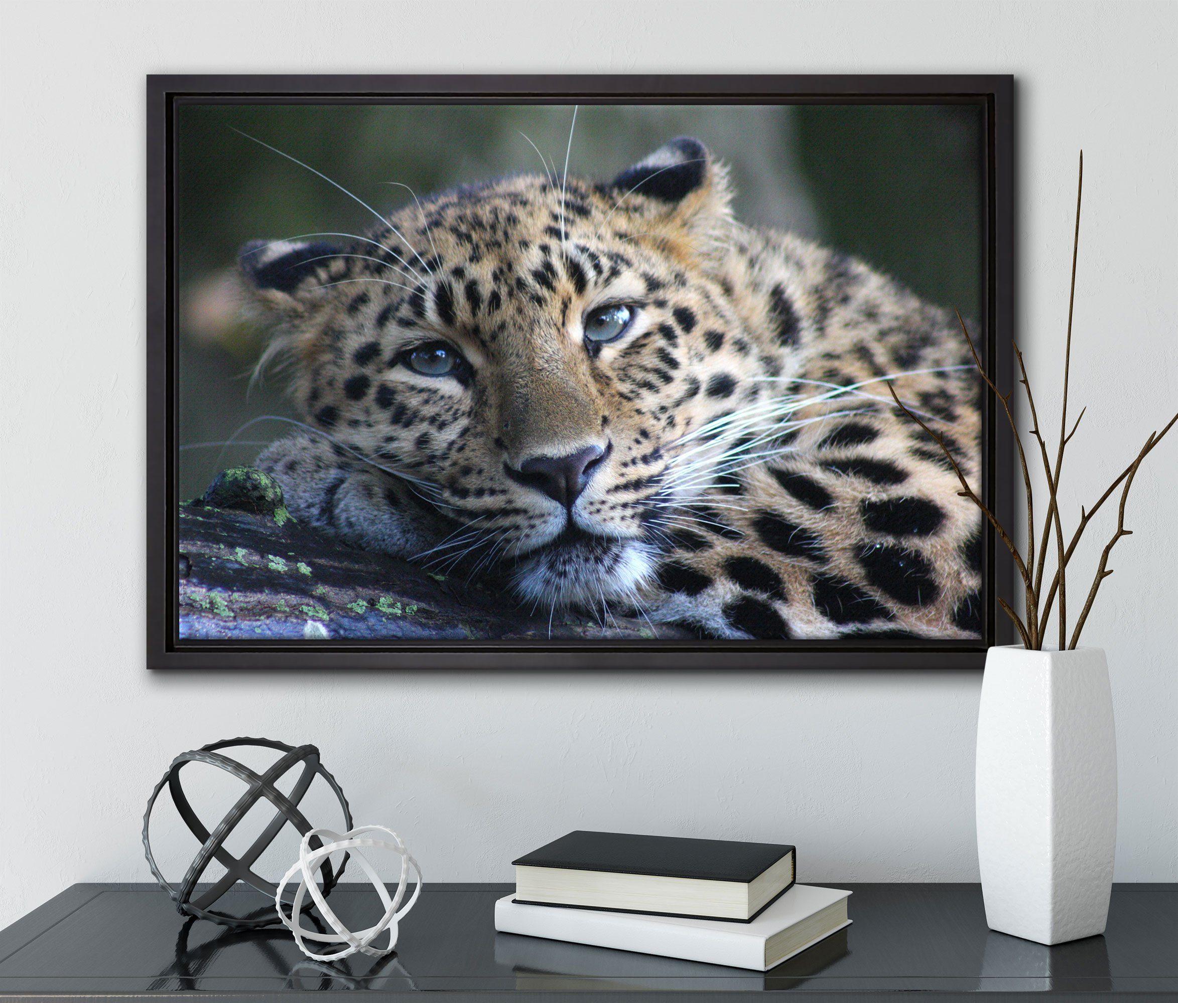 gefasst, St), einem Pixxprint inkl. Schattenfugen-Bilderrahmen Leinwandbild in bespannt, ruhender Leopard, (1 Zackenaufhänger Leinwandbild fertig Wanddekoration