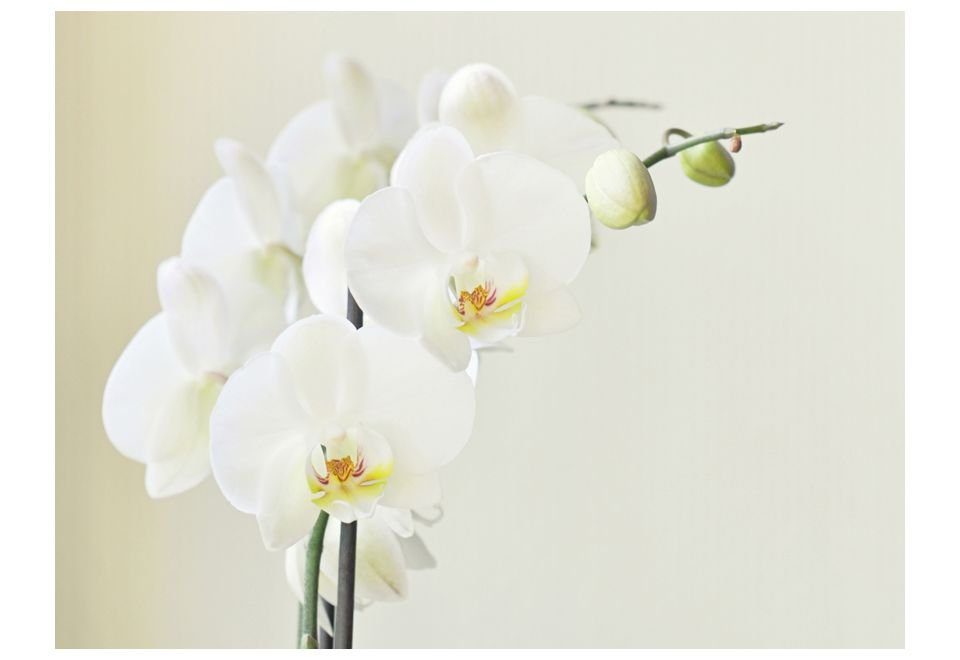 KUNSTLOFT Vliestapete Ewige Eleganz: Weiße lichtbeständige 2.5x1.93 halb-matt, m, Design Orchidee Tapete