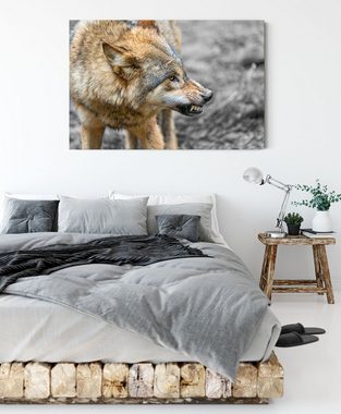 Pixxprint Leinwandbild wütender Wolf, wütender Wolf (1 St), Leinwandbild fertig bespannt, inkl. Zackenaufhänger
