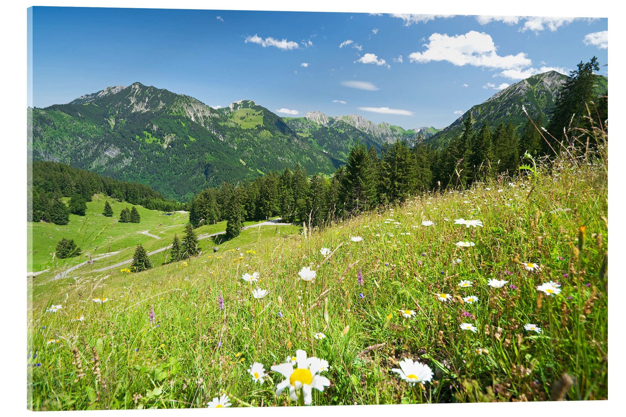 Posterlounge Wandbild Almwiese Allgäuer Alpen, bildpics, erhältlich als Poster, Leinwandbild, Wandsticker oder Acrylglasbild