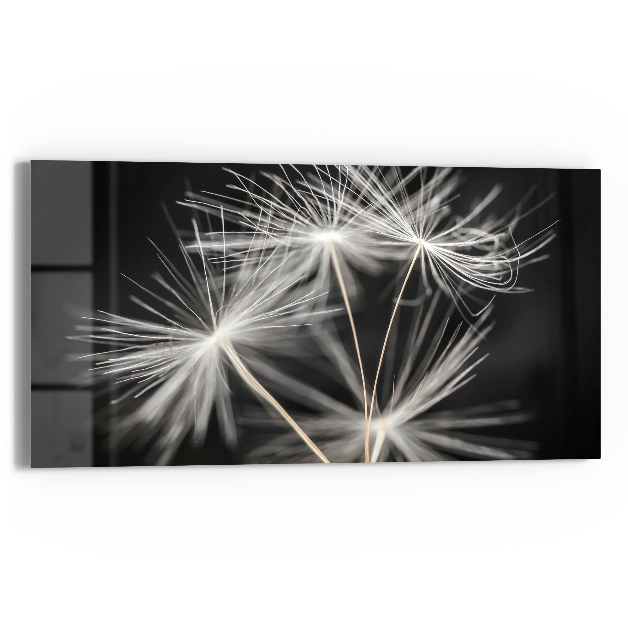 DEQORI Glasbild 'Samen der Pusteblume', 'Samen günstig online kaufen