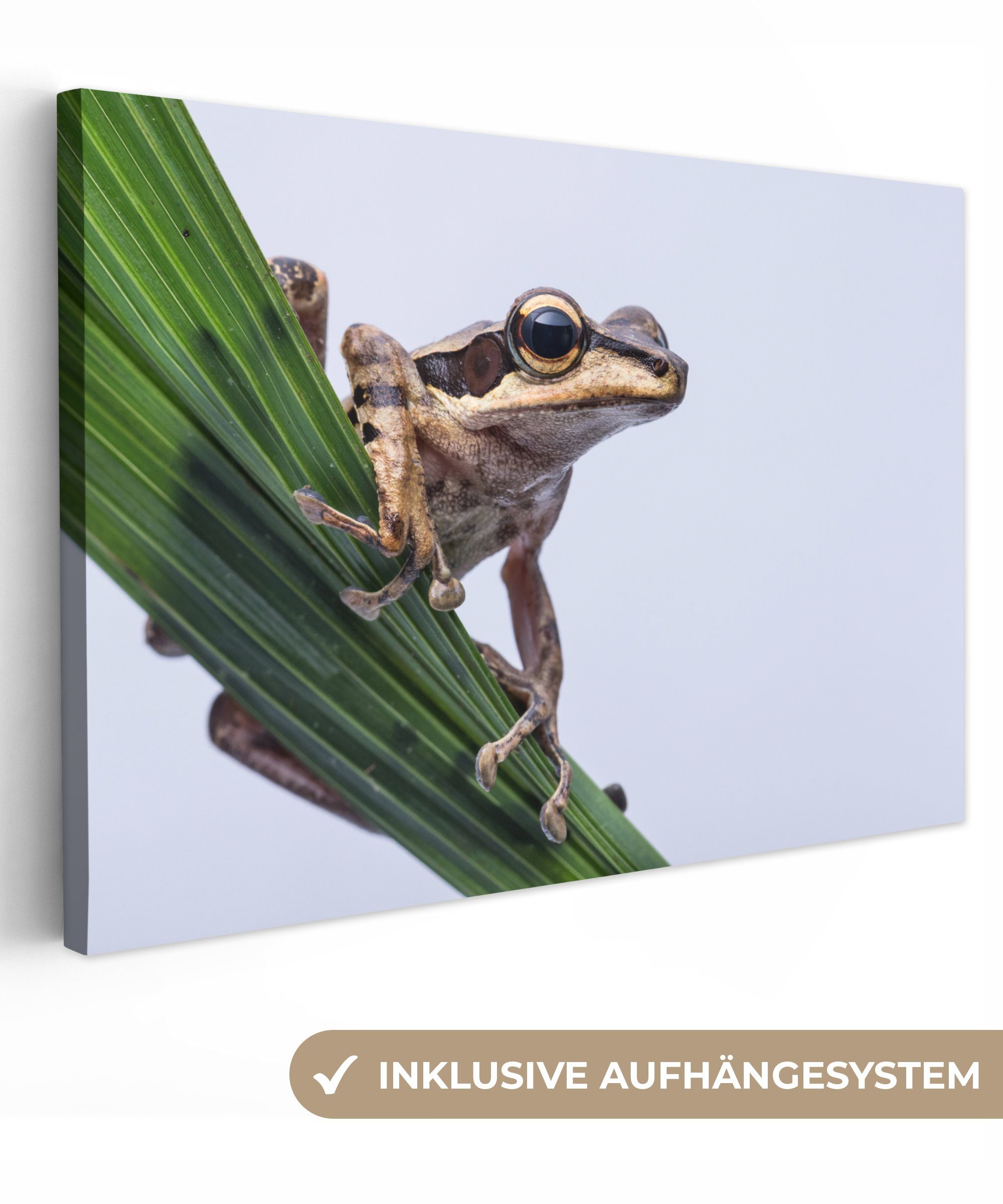 OneMillionCanvasses® Leinwandbild Frosch - Palmblatt, (1 St), Wandbild Leinwandbilder, Aufhängefertig, Wanddeko, 30x20 cm