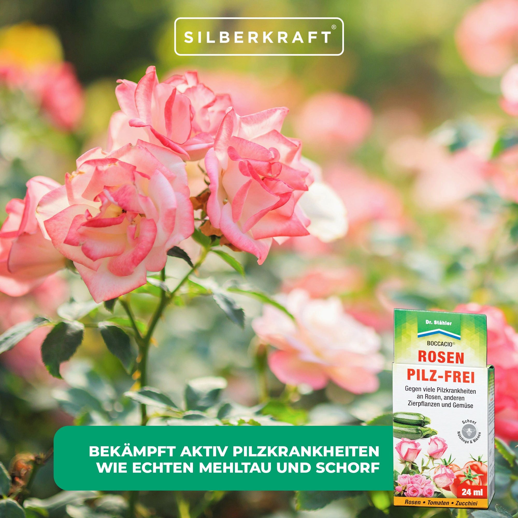 Dr. Stähler Pflanzen-Pilzfrei Boccacio® Rosen Pilz-Frei: Schützt Rosen und Pflanzen vor Pilzen, 24 ml, Bienenfreundlich, Geeignet für Freiland- und Gewächshauskulturen, Systemische Wirkung für langanhaltenden Schutz, Vielseitige Anwendung, Wirksames Pflanzenschutzmittel mit Azoxystrobin – Zuverlässiger Schutz