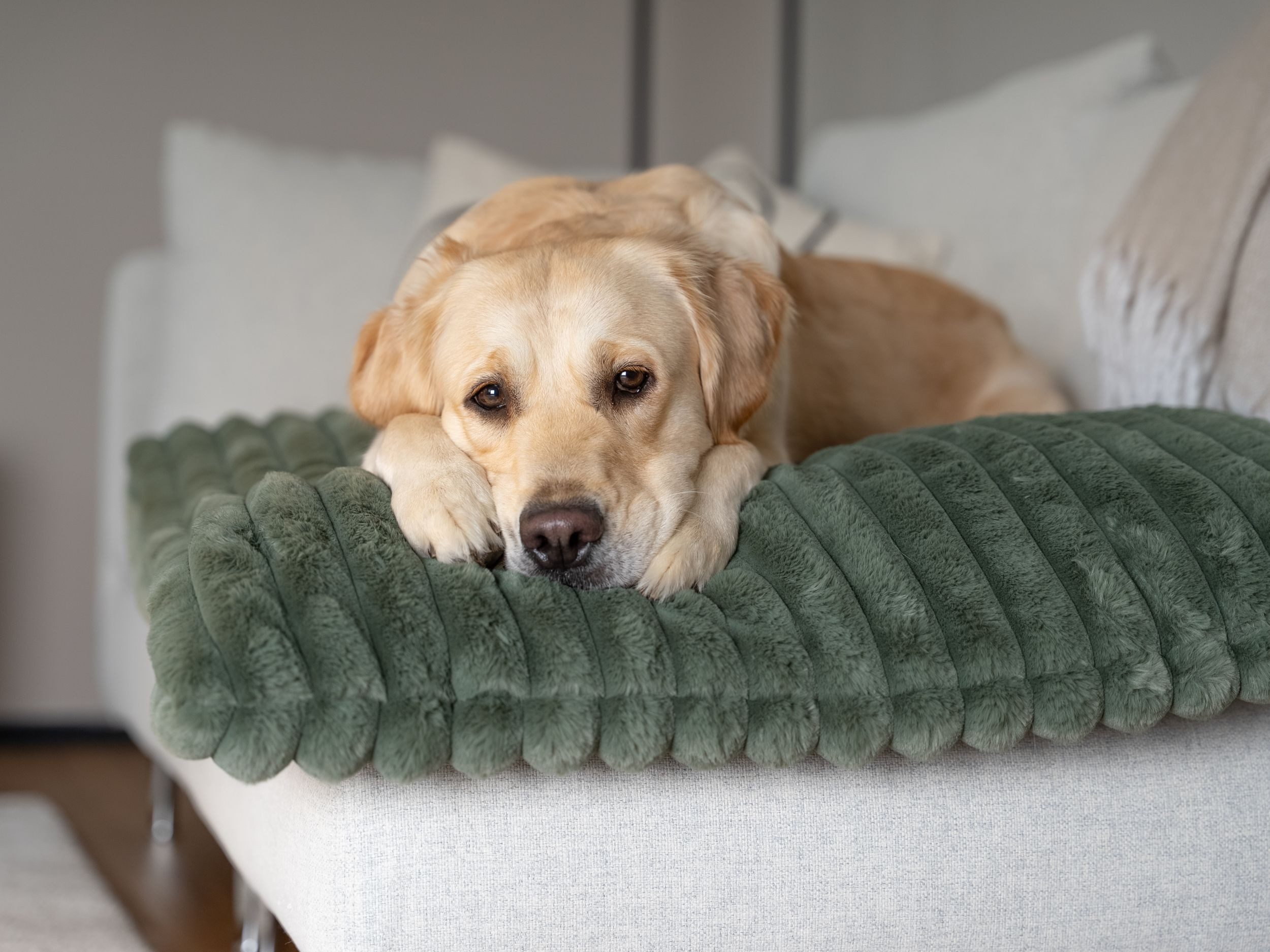 TrendPet Hundematte Mora, mit extradicker Polsterung, mit extradicker Polsterung