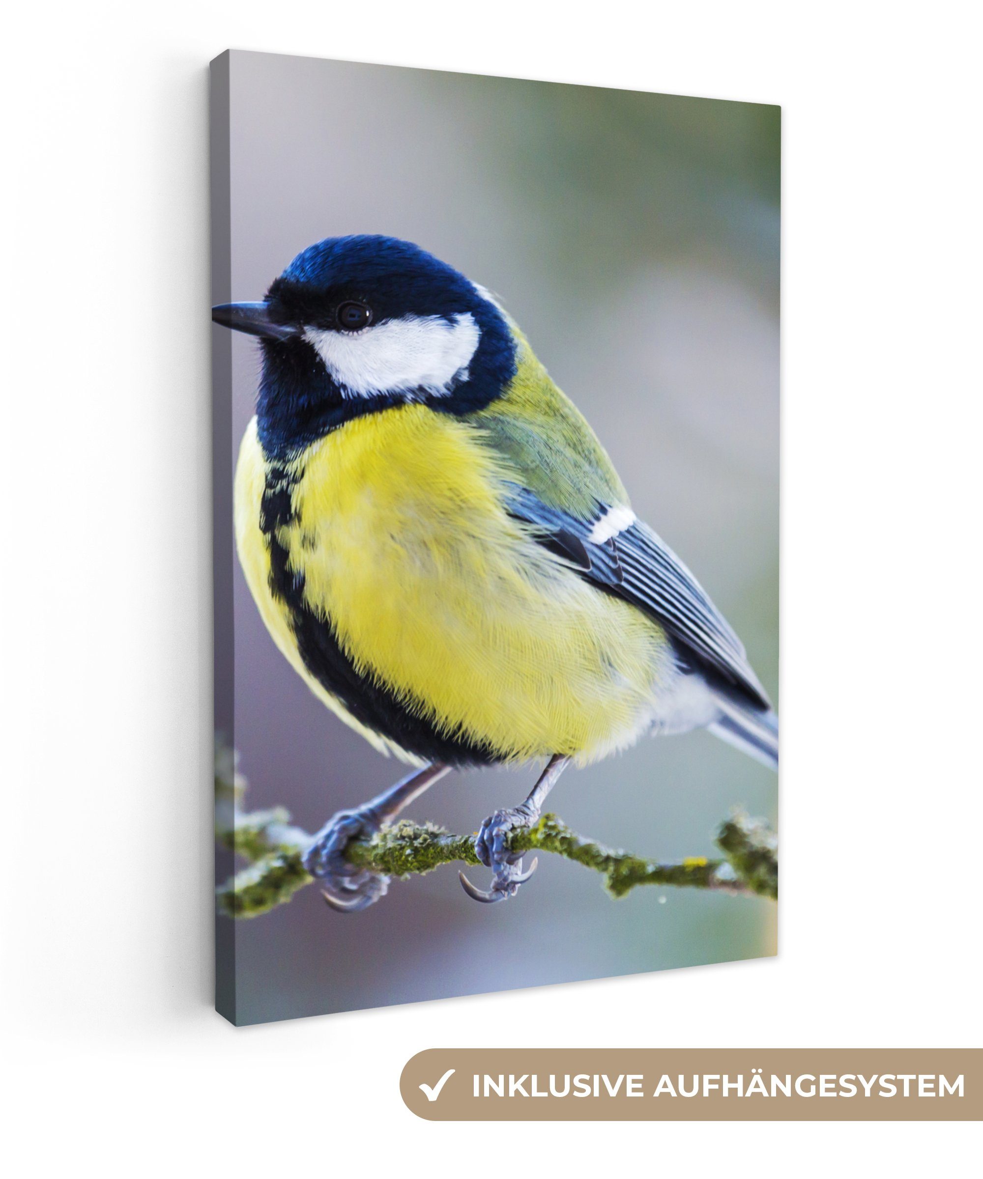 OneMillionCanvasses® Leinwandbild Kohlmeise - Vogel - günstig online kaufen