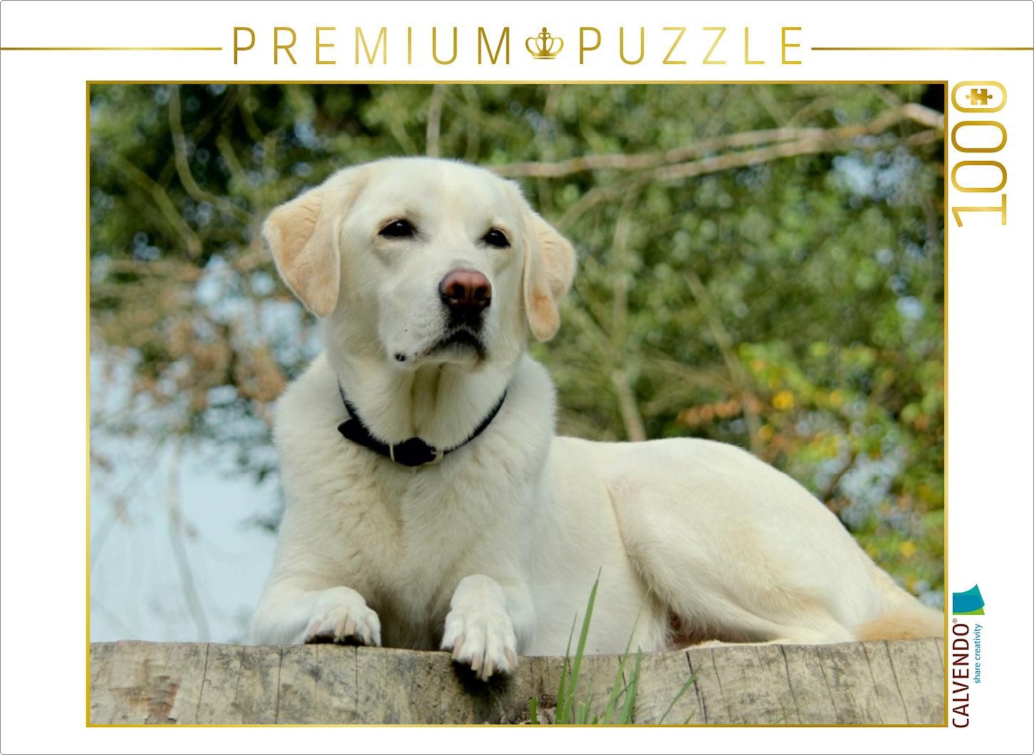 CALVENDO Puzzle CALVENDO Puzzle Ein Motiv aus dem Kalender Labrador Retriever 2017, 1, 1000 Puzzleteile