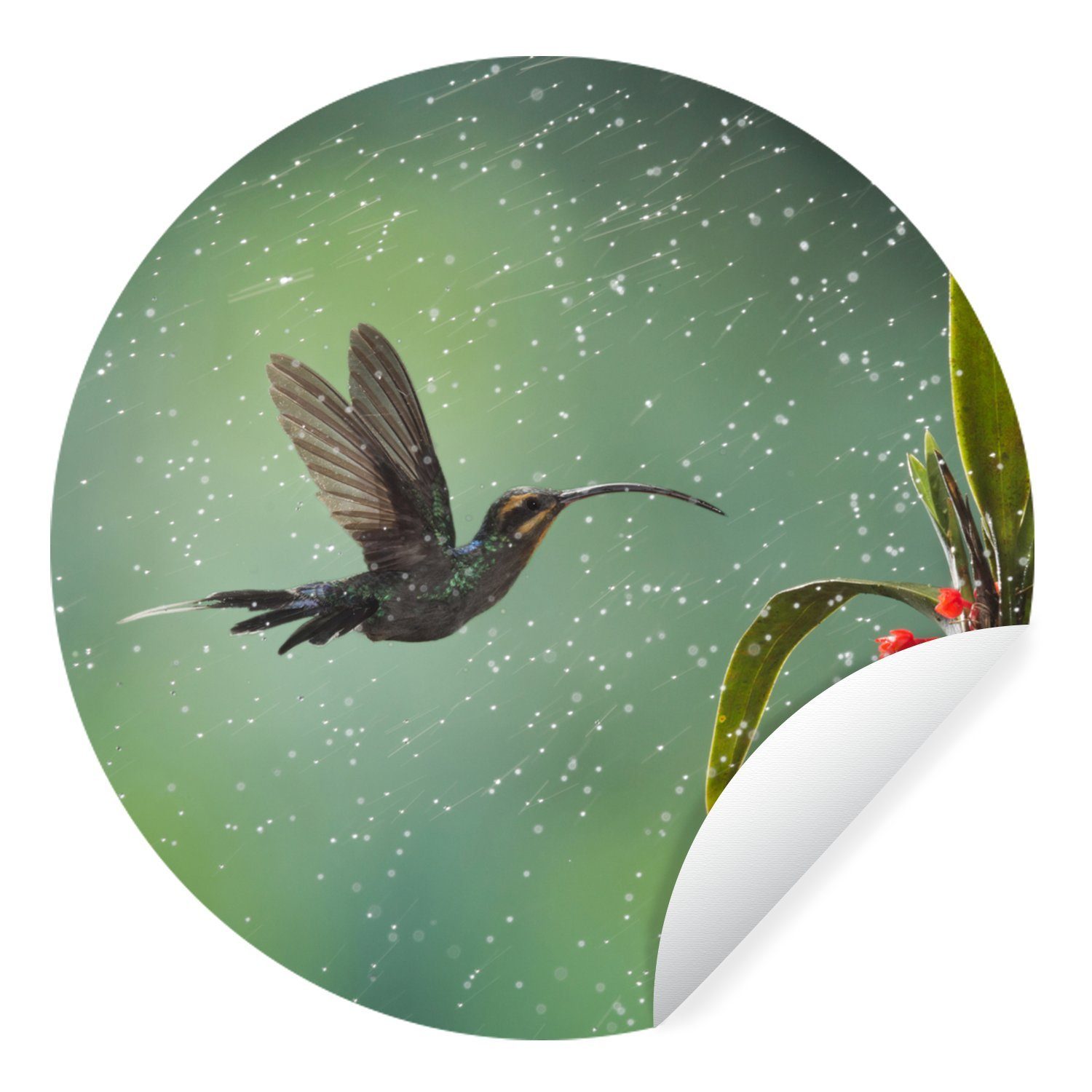 MuchoWow Wandsticker Kolibri im Tapetenkreis für auf Rund, Tapetenaufkleber, Kinderzimmer, Rica (1 Lande Wohnzimmer St), dem in Regen Costa