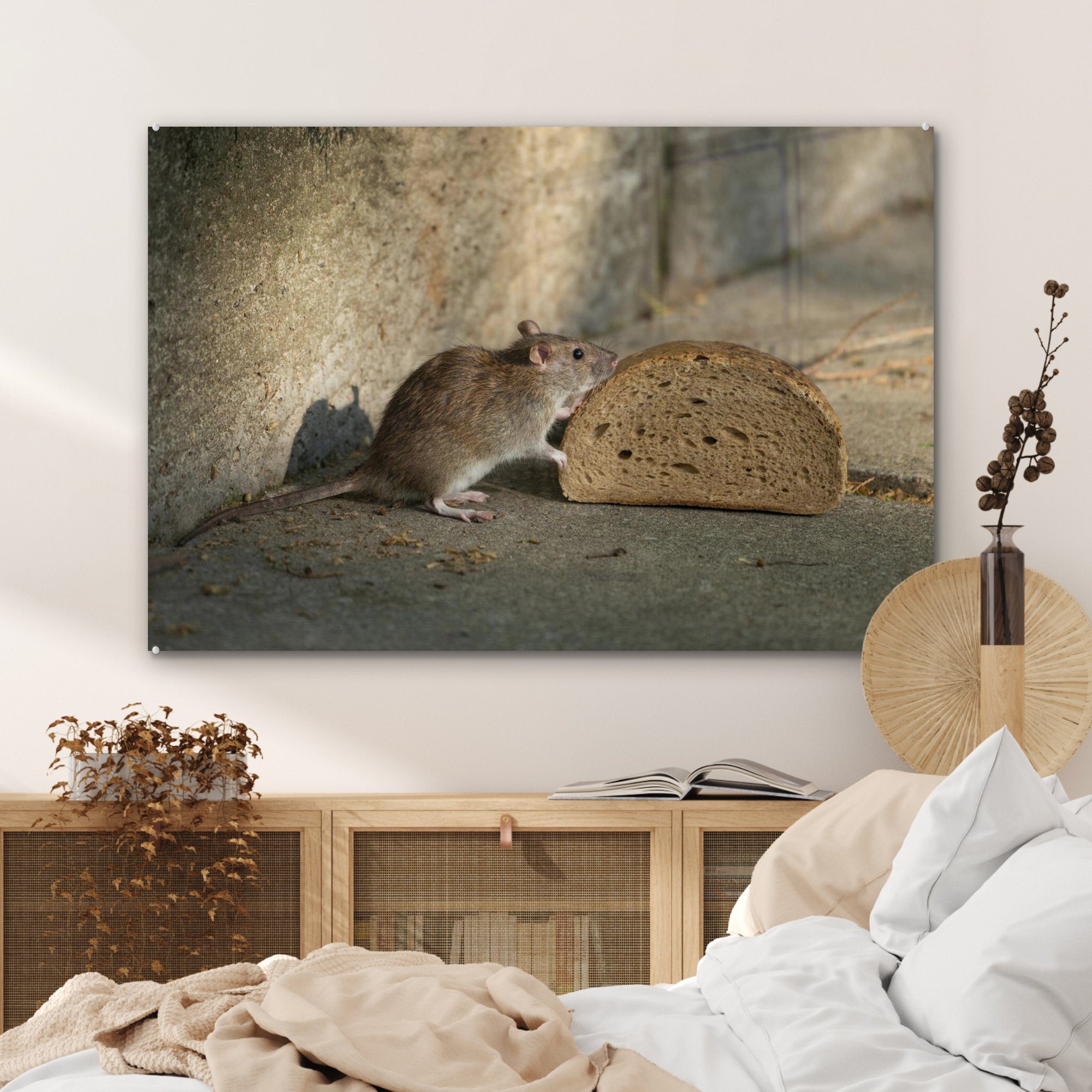 MuchoWow Ratte (1 Brot, Schlafzimmer St), Acrylglasbilder Acrylglasbild Wohnzimmer schnuppert an &