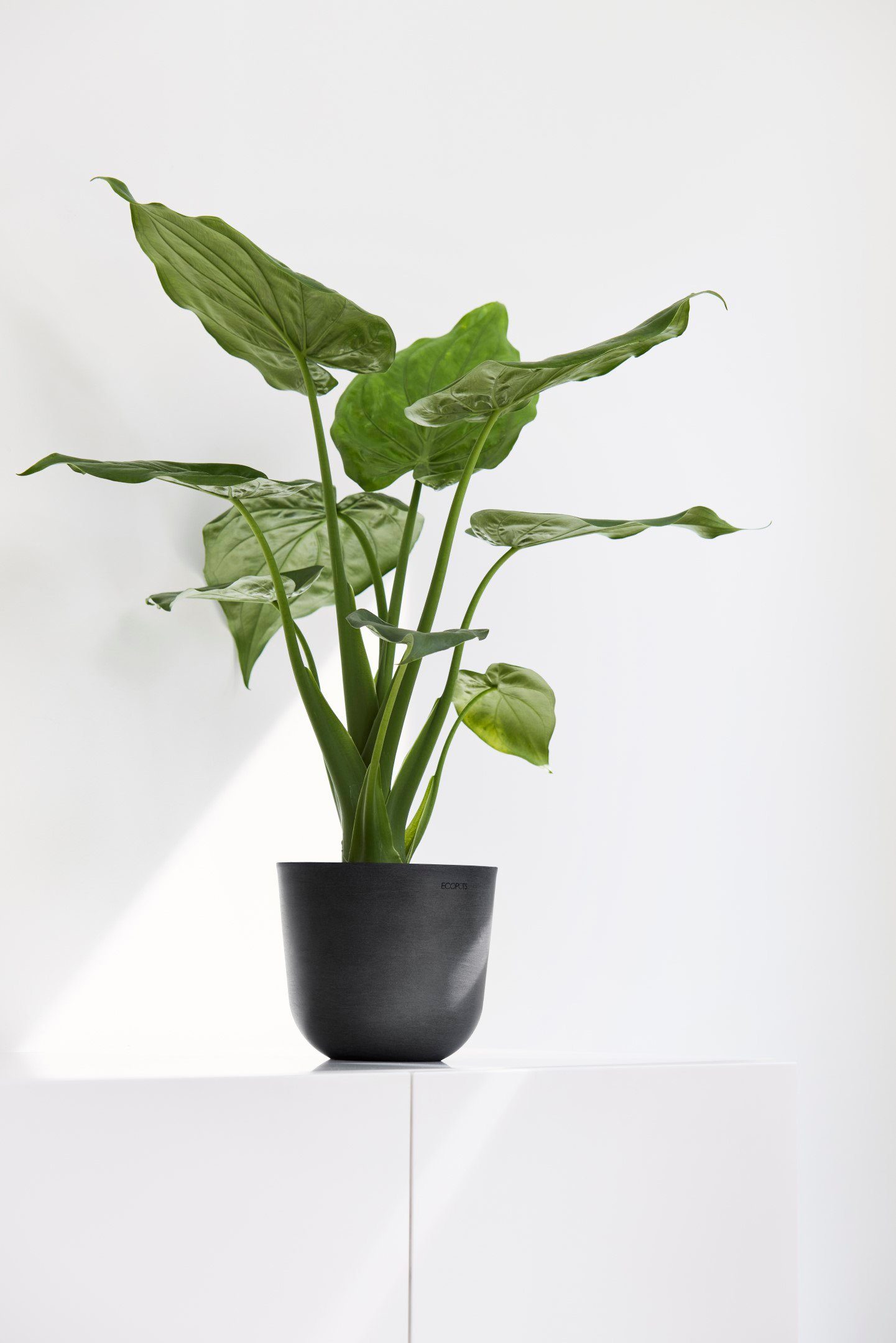 ECOPOTS Blumentopf Oslo Mini 16 Dunkelgrau, günstig online kaufen