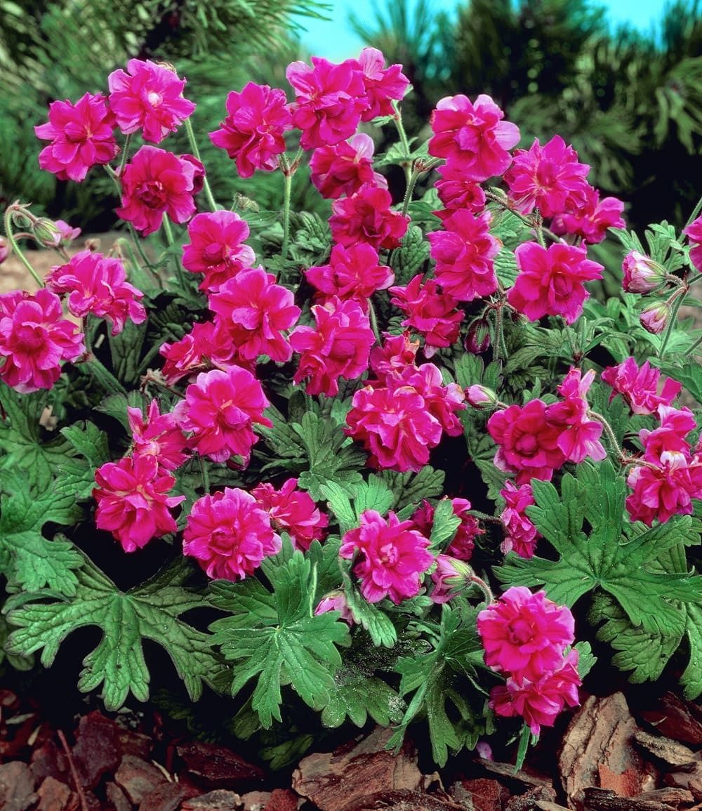 BALDUR Garten Bodendecker Winterharte Geranie 'Rote Burcs Double®', 2 St., Storchenschnabel, winterhart, lange Blütezeit, pflegeleicht