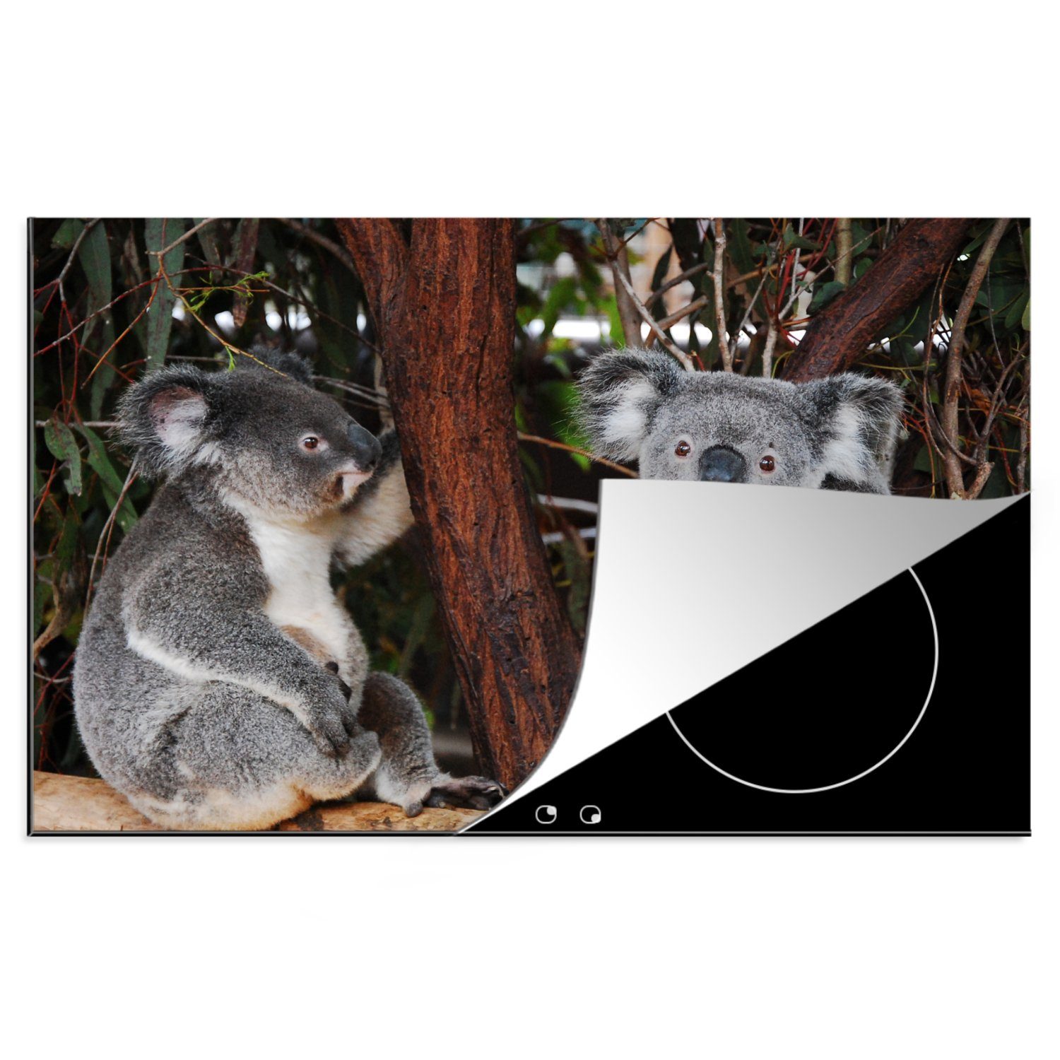 MuchoWow Herdblende-/Abdeckplatte Zwei Koala-Bären auf einem Ast - Kinder - Jungen - Mädchen, Vinyl, (1 tlg), 81x52 cm, Induktionskochfeld Schutz für die küche, Ceranfeldabdeckung