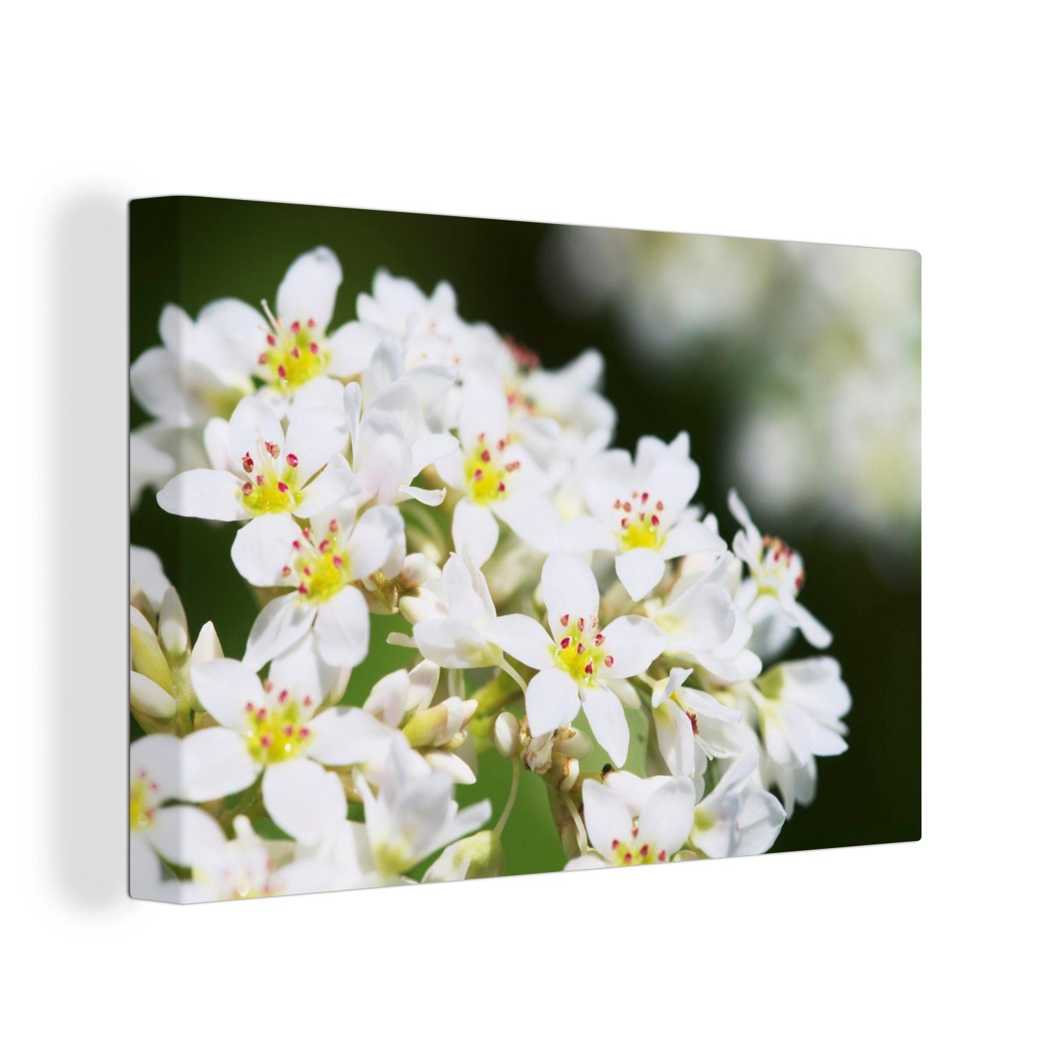 OneMillionCanvasses® Leinwandbild Weiße Buchweizenblüten in Japan, (1 St), Wandbild Leinwandbilder, Aufhängefertig, Wanddeko, 30x20 cm