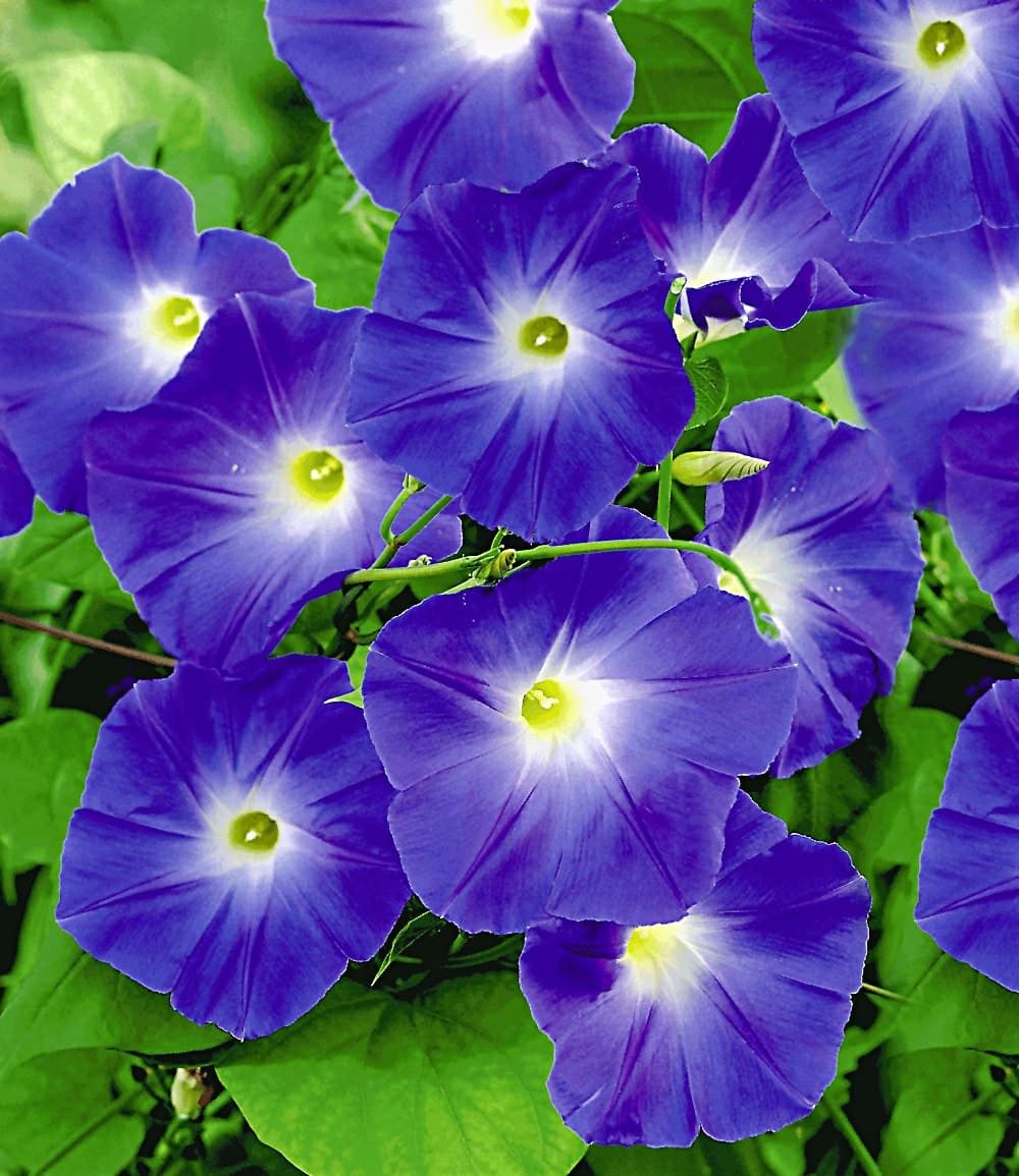 BALDUR Garten Zierstrauch Trichterwinde 'Blue Hardy', 1 St., Pracht-winden,winterhart, mehrjährig, reichblühend