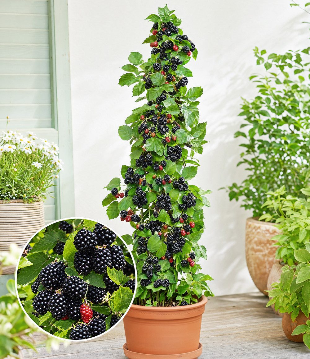 BALDUR Garten Obstpflanze Säulen-Brombeere Navaho® 'Big&Early', 1 St., Selbstbefruchtend, ertragreich, pflegeleicht