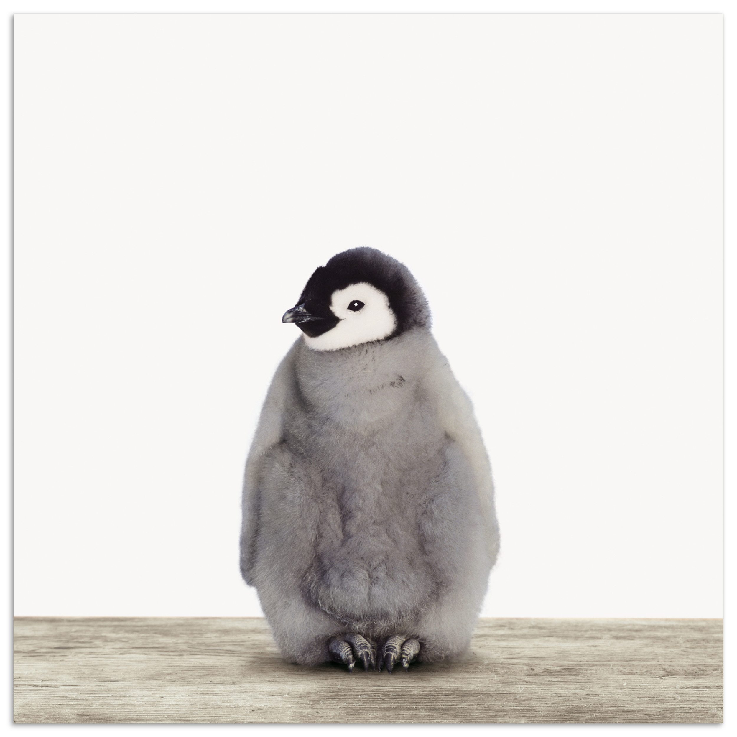 MuchoWow Poster Kinder - Pinguin - Grau - Tiere - Mädchen - Jungen, (1 St), Poster ohne Rahmen, Wandbild, Wandposter, 50x50 cm