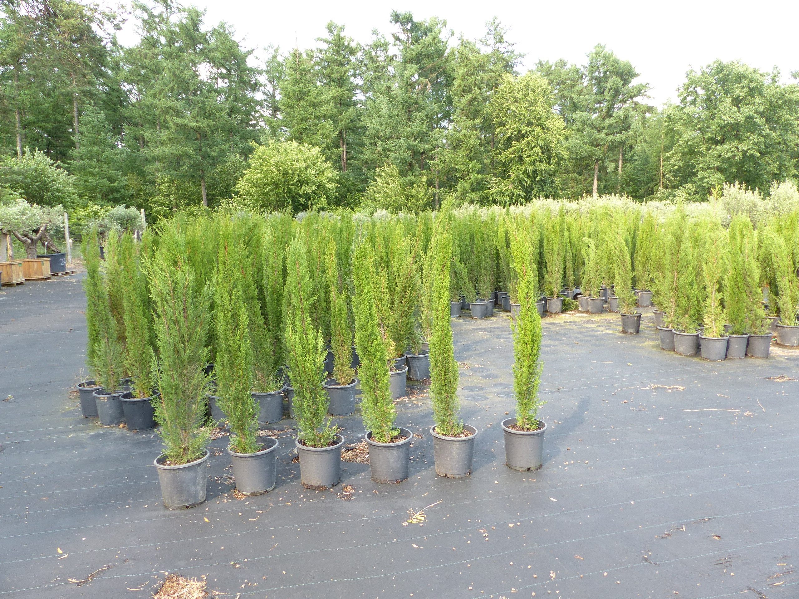 gruenwaren jakubik Hecken 1x Mittelmeerzypresse 180 cm Säulen Toskana Zypre günstig online kaufen