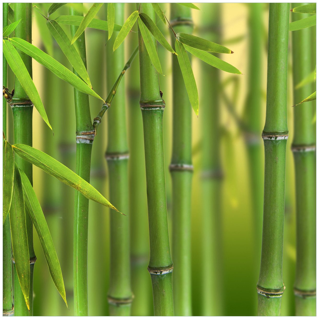 sichtschutz schwarzer bambus Wuchernder Schwarzer Bambus kaufen | Phyllostachys nigra