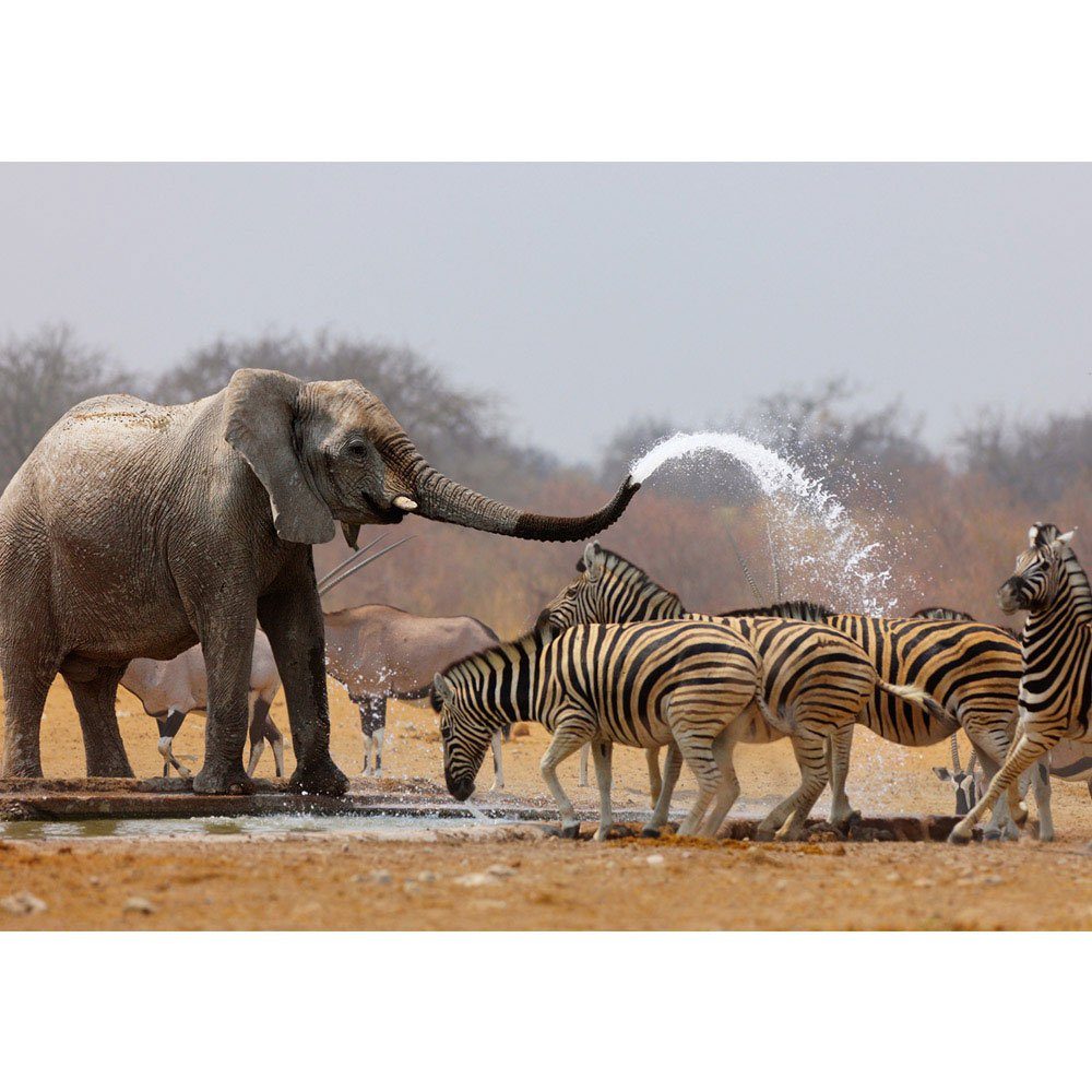 1294, no. Afrika Antilopen Fototapete Giraffe liwwing liwwing Elefanten Fototapete Wasser zebra Afrika