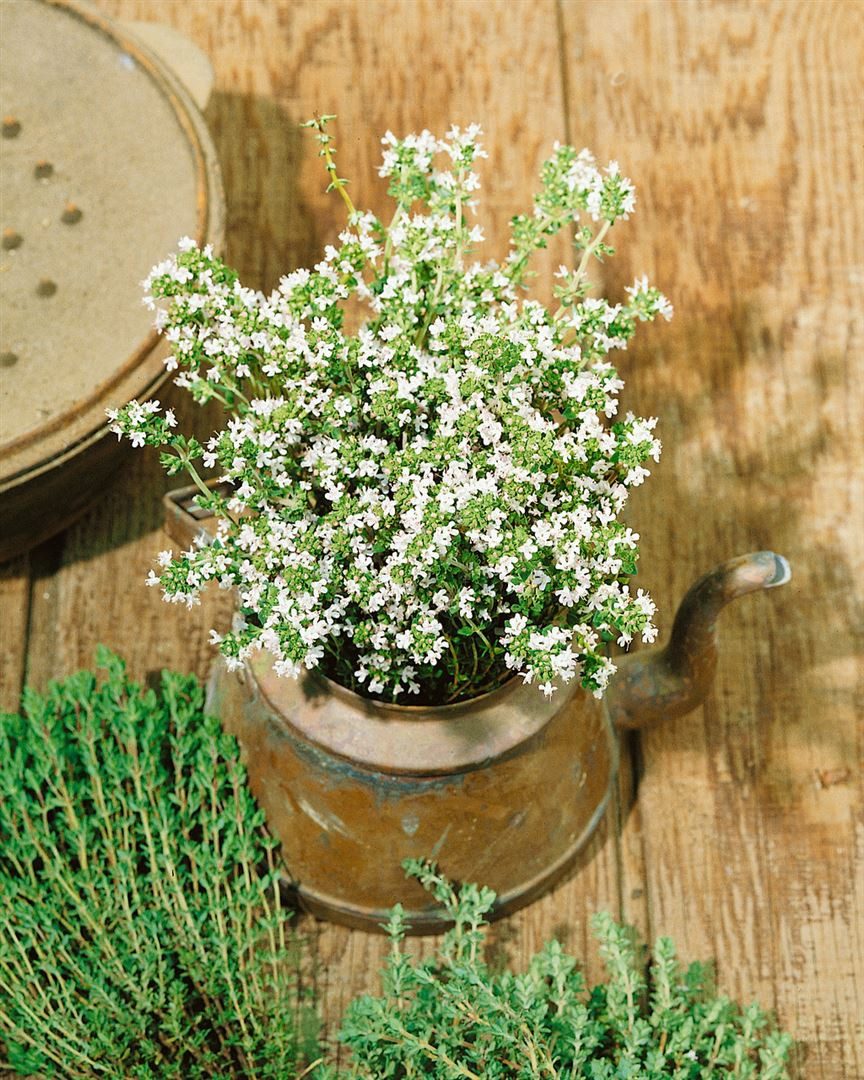 Pflanzen für Dich Staude Thymus vulg. Pinewood, 1 St., Thymian, Gartenthymian