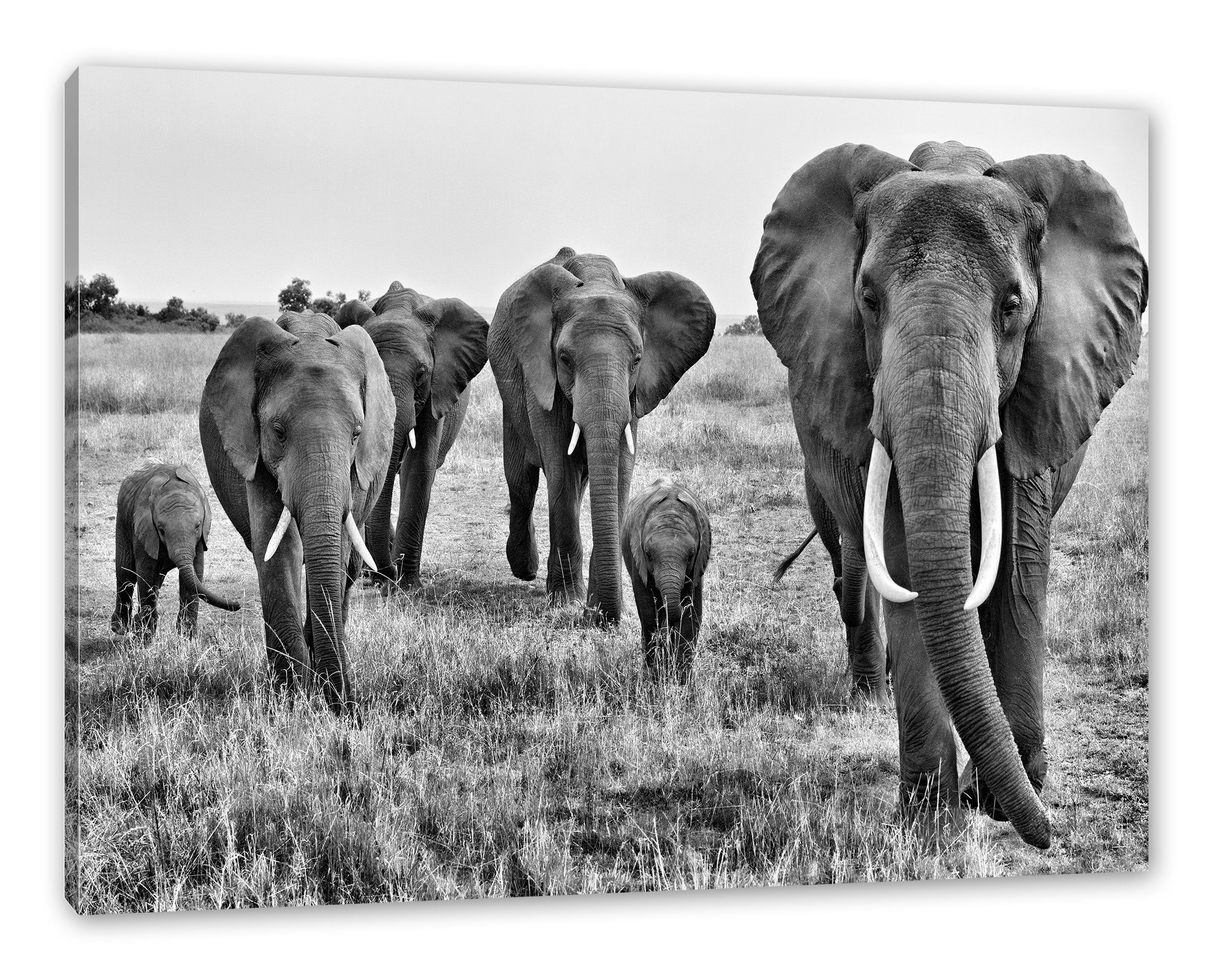 Pixxprint Leinwandbild große bespannt, Leinwandbild inkl. fertig Zackenaufhänger große (1 Elefantenhorde wandernde Elefantenhorde, St), wandernde