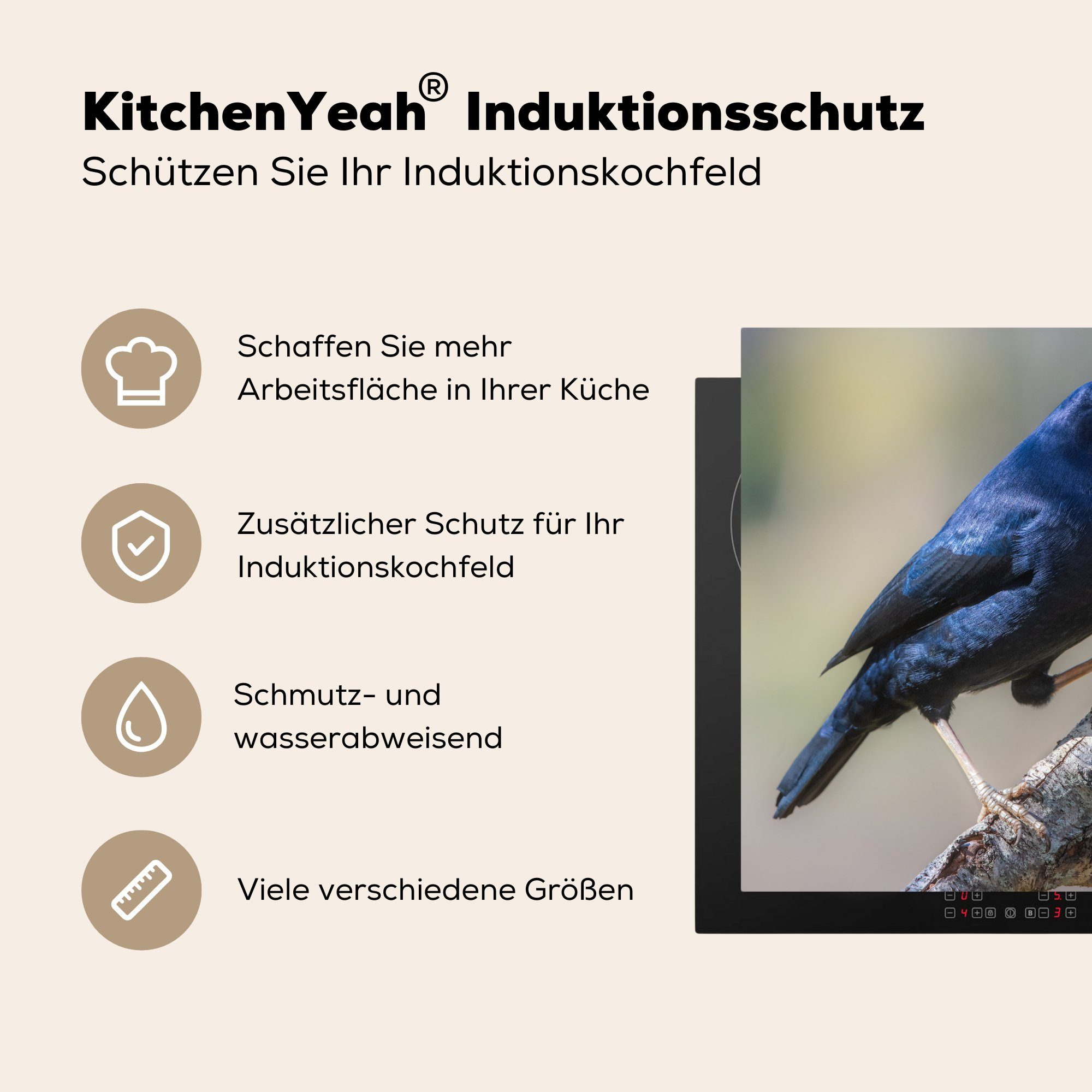 einem für küche 78x78 tlg), Zweig, Ceranfeldabdeckung, MuchoWow auf Vinyl, Herdblende-/Abdeckplatte (1 Blauer Laubenvogel cm, Arbeitsplatte