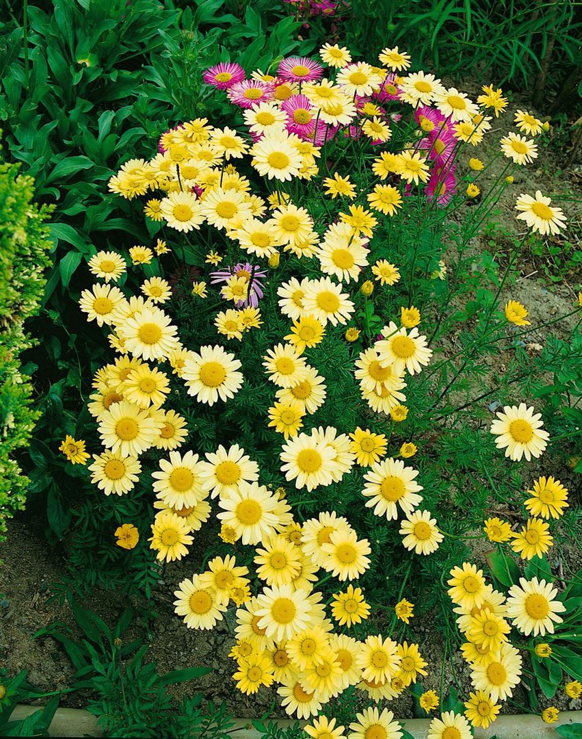 Pflanzen für Dich Staude Anthemis tinc. E.C.Buxton, 1 St., Färberkamille, Färber-Hundskamille
