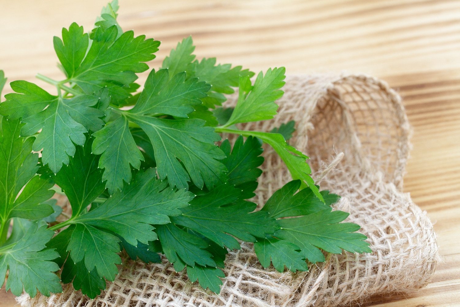 SAFLAX Kräutersamen SAFLAX - Samen und Substrat - BIO - Glatte Petersilie