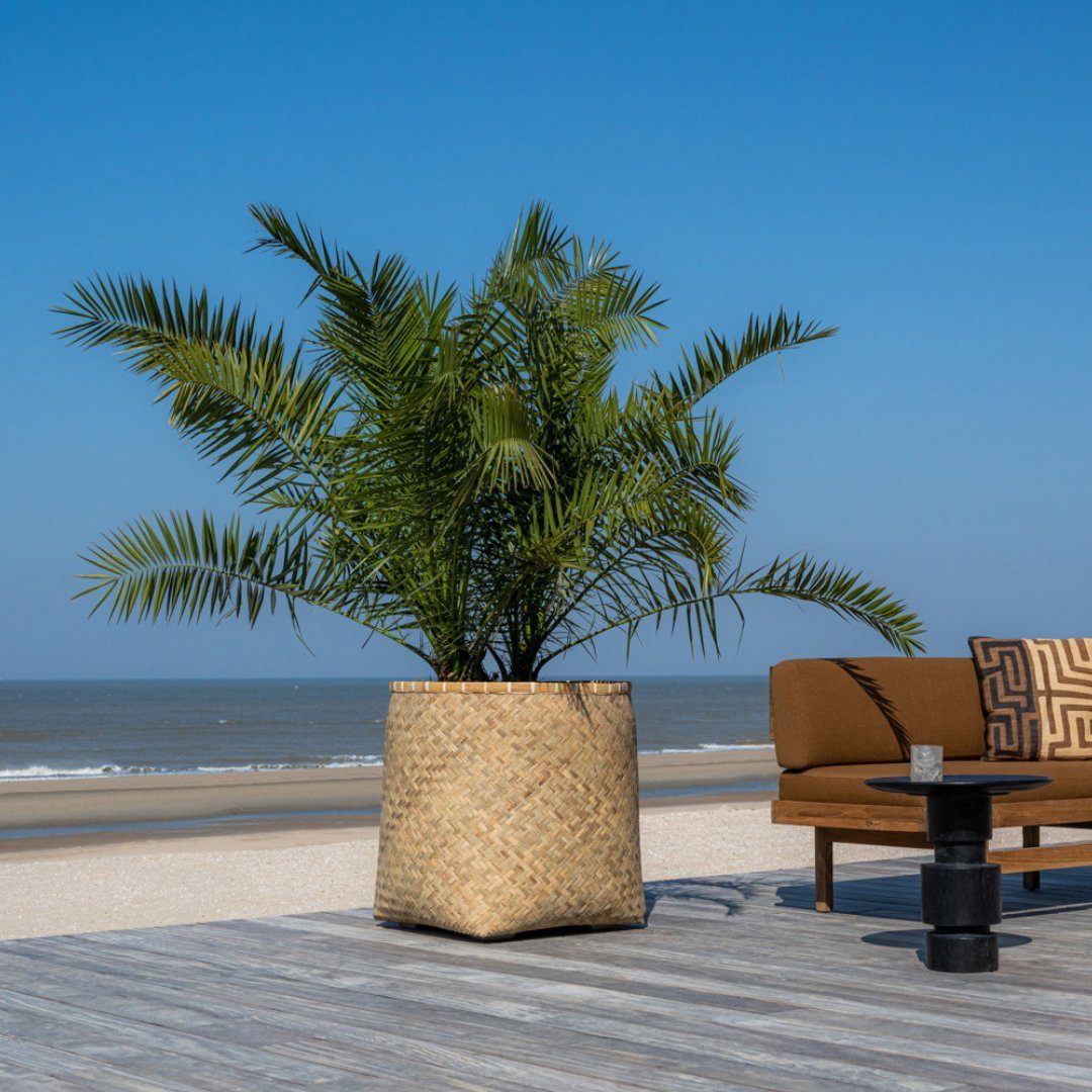 Mediterrane Pflanzkübel kaufen » Mediterrane Blumenkübel
