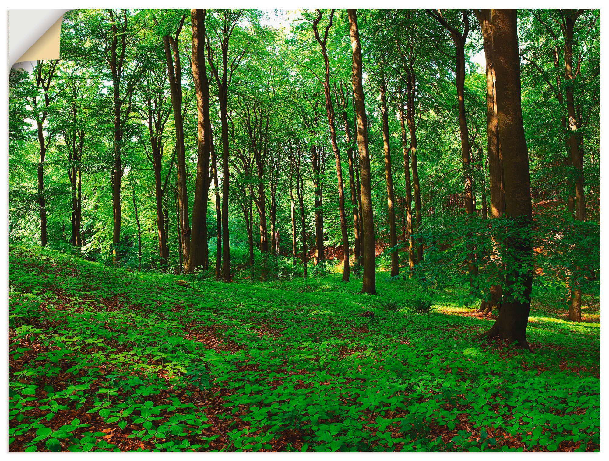 Artland Wandbild Panorama von einem grünen Sommerwald, Wald (1 St), als Alubild, Leinwandbild, Wandaufkleber oder Poster in versch. Größen