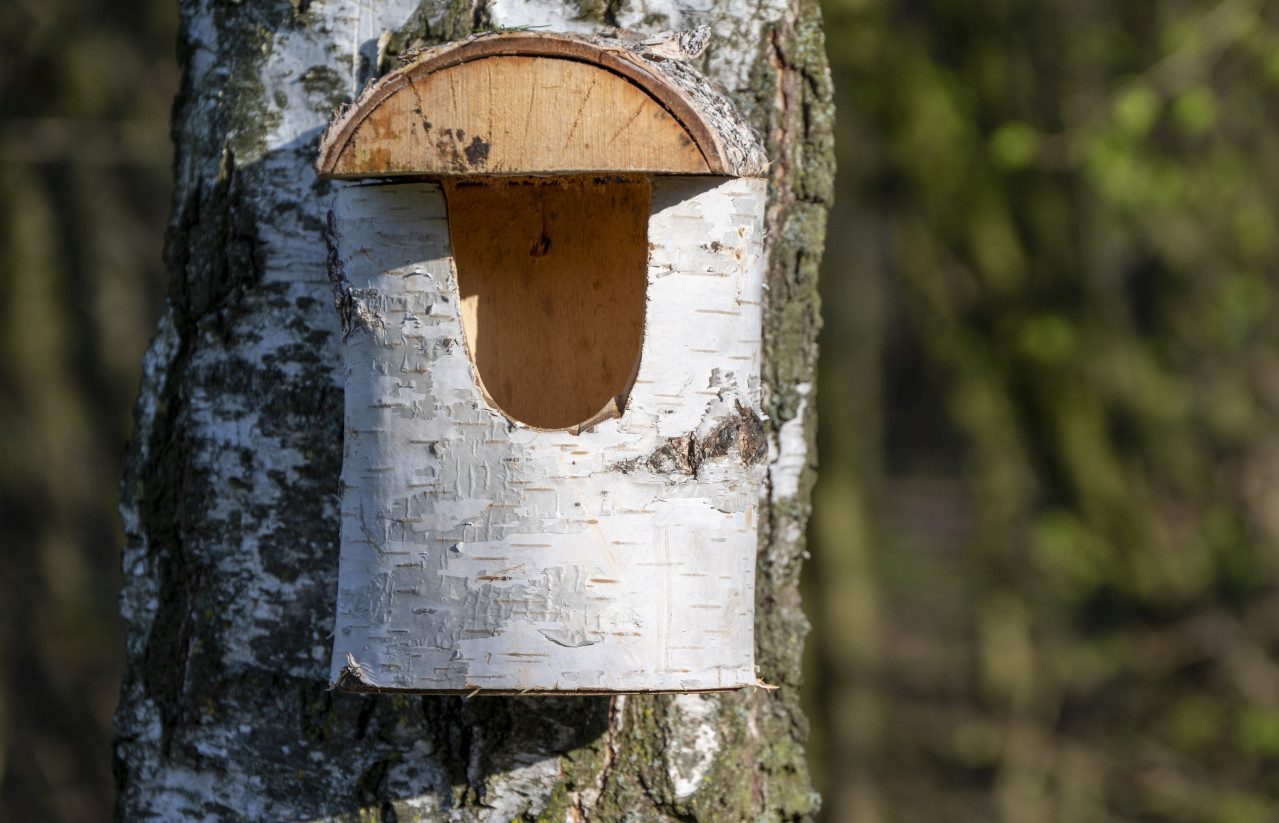 dobar Nistkasten Dobar Nistkasten aus Birkenholz Einflugloch 80 mm