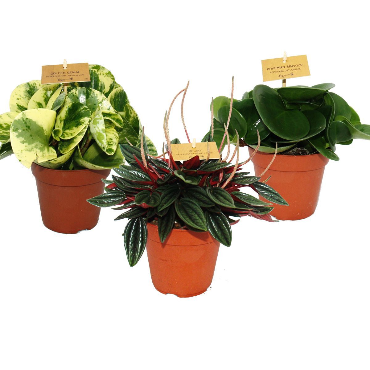 Exotenherz Zimmerpflanze Peperomia 3er Set