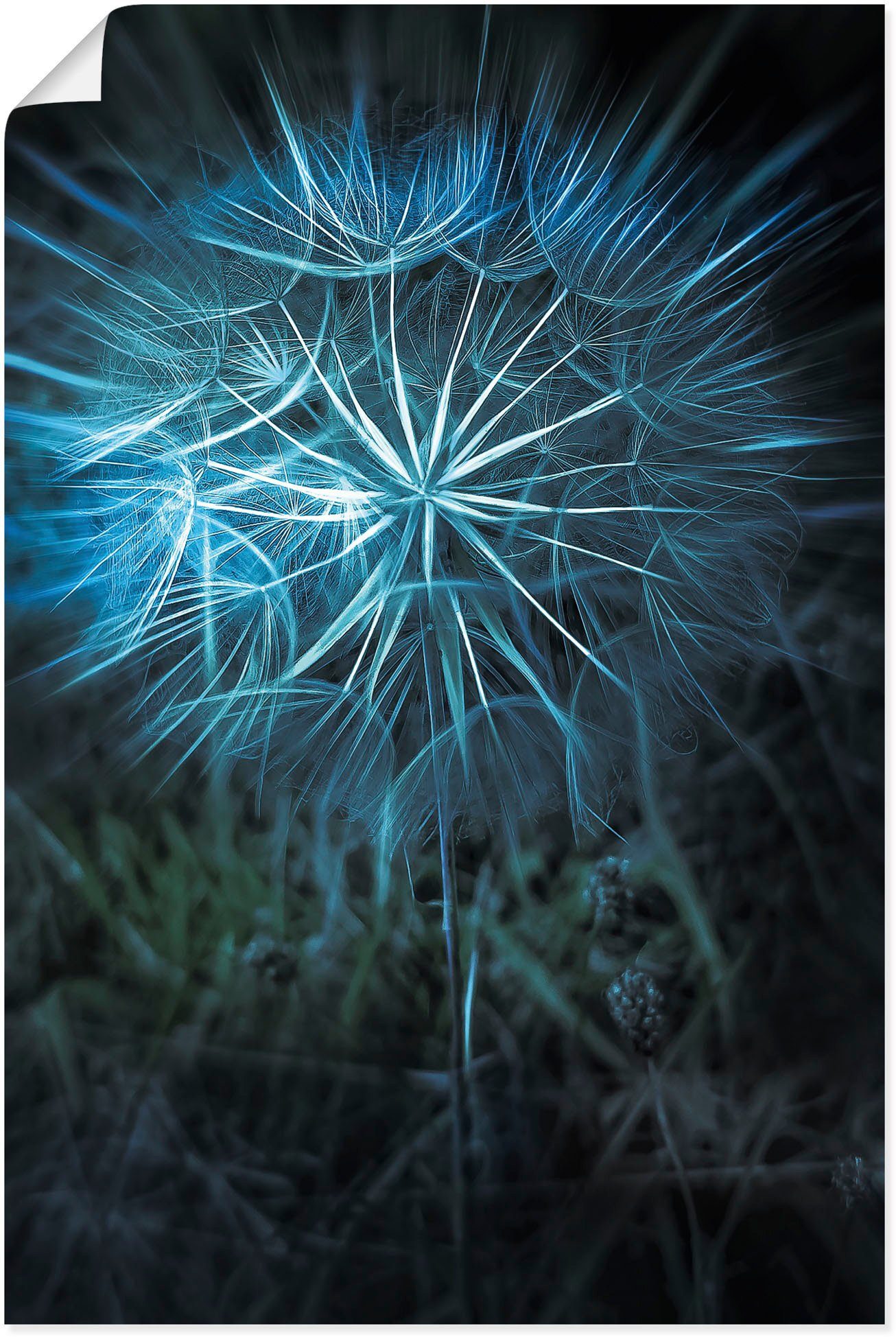 als Alubild, versch. St), in Pusteblume Größen (1 Blumenbilder Poster Wandaufkleber Leinwandbild, oder Blau, Artland Wandbild Nahaufnahme
