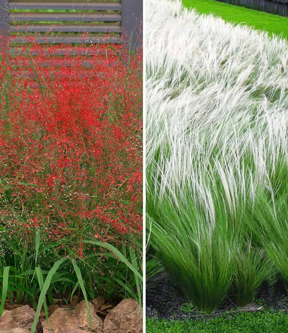BALDUR Garten Gräser Ziergras-Kollektion, 6 St., Gräser-Mix,winterhart, mehrjährig, pflegeleicht