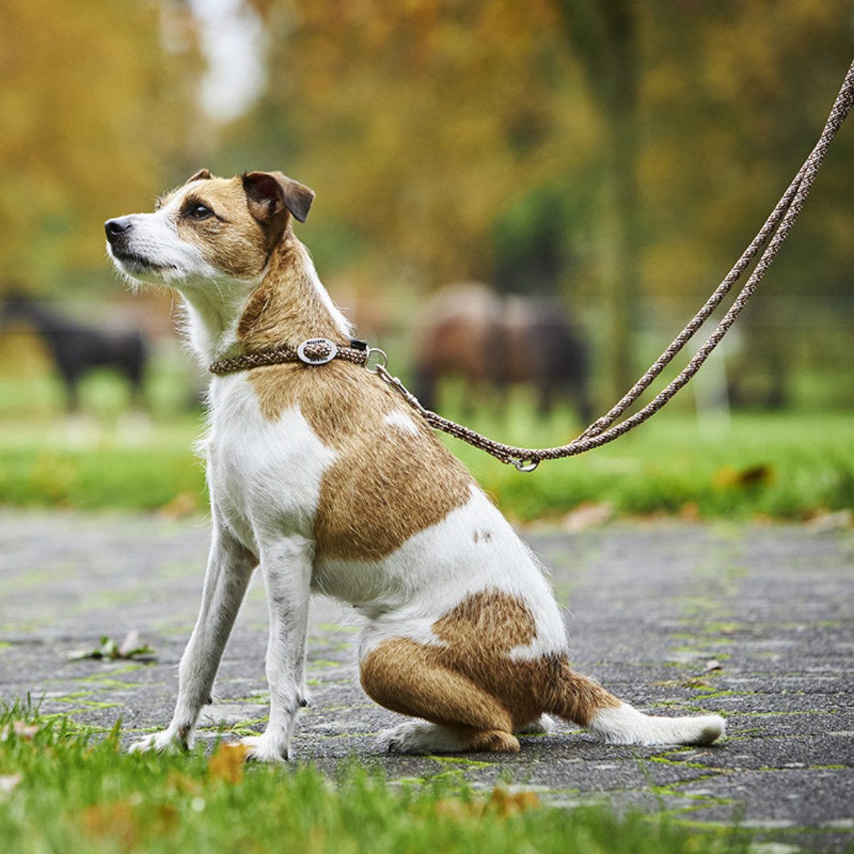 Wolters Hunde-Halsband Schlupfhalsband Everest reflektierend tabac/sand