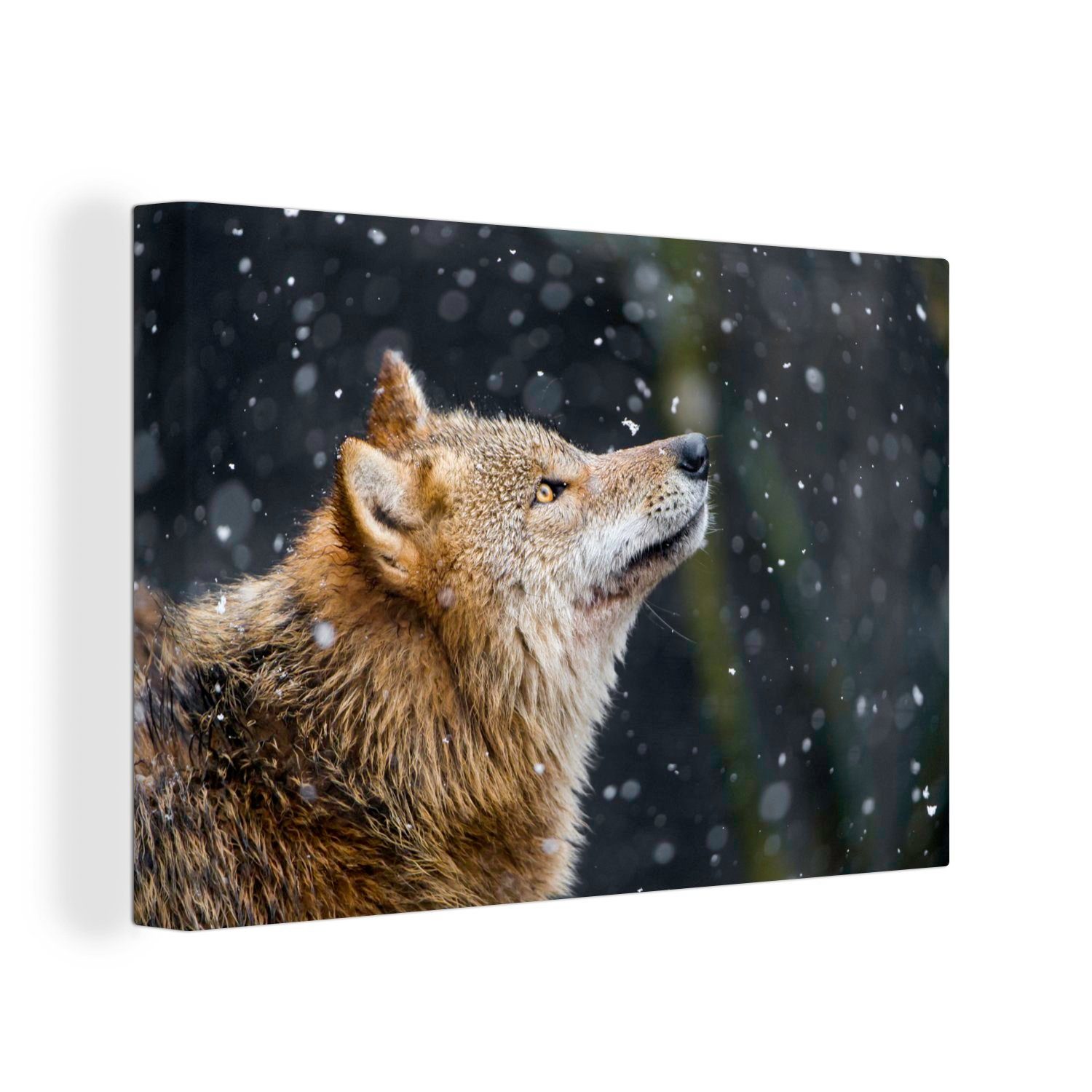 OneMillionCanvasses® Leinwandbild Wolf - Fell - Schneeflocke - Winter, Fotodruck (1 St), Leinwand Bilder Klein, Wand Dekoration Aesthetic 30x20 cm