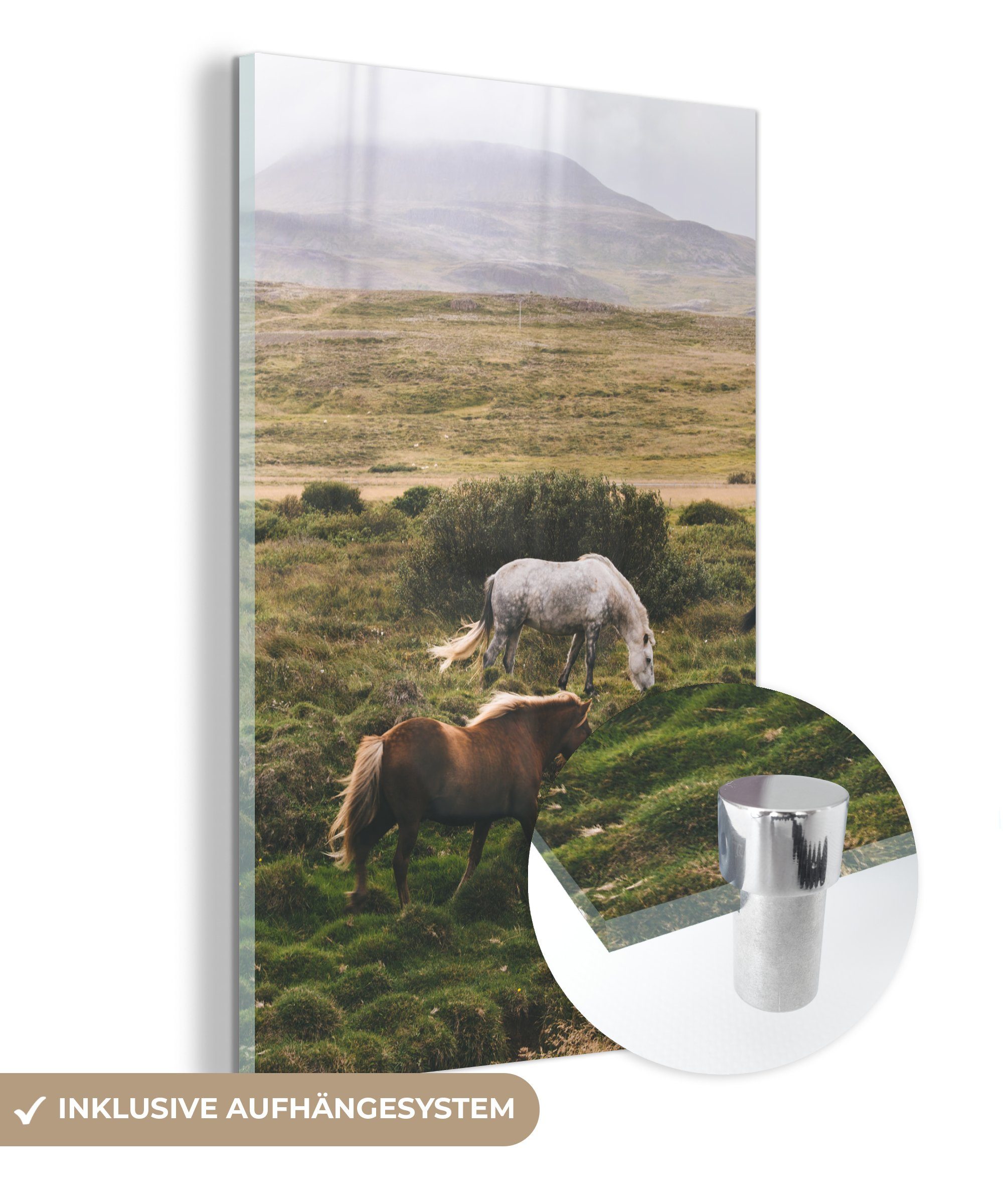 (1 Gras Acrylglasbild - Weiß, Foto Bilder Glasbilder auf Glas Wanddekoration Wandbild Pferde Glas - - St), - MuchoWow - auf