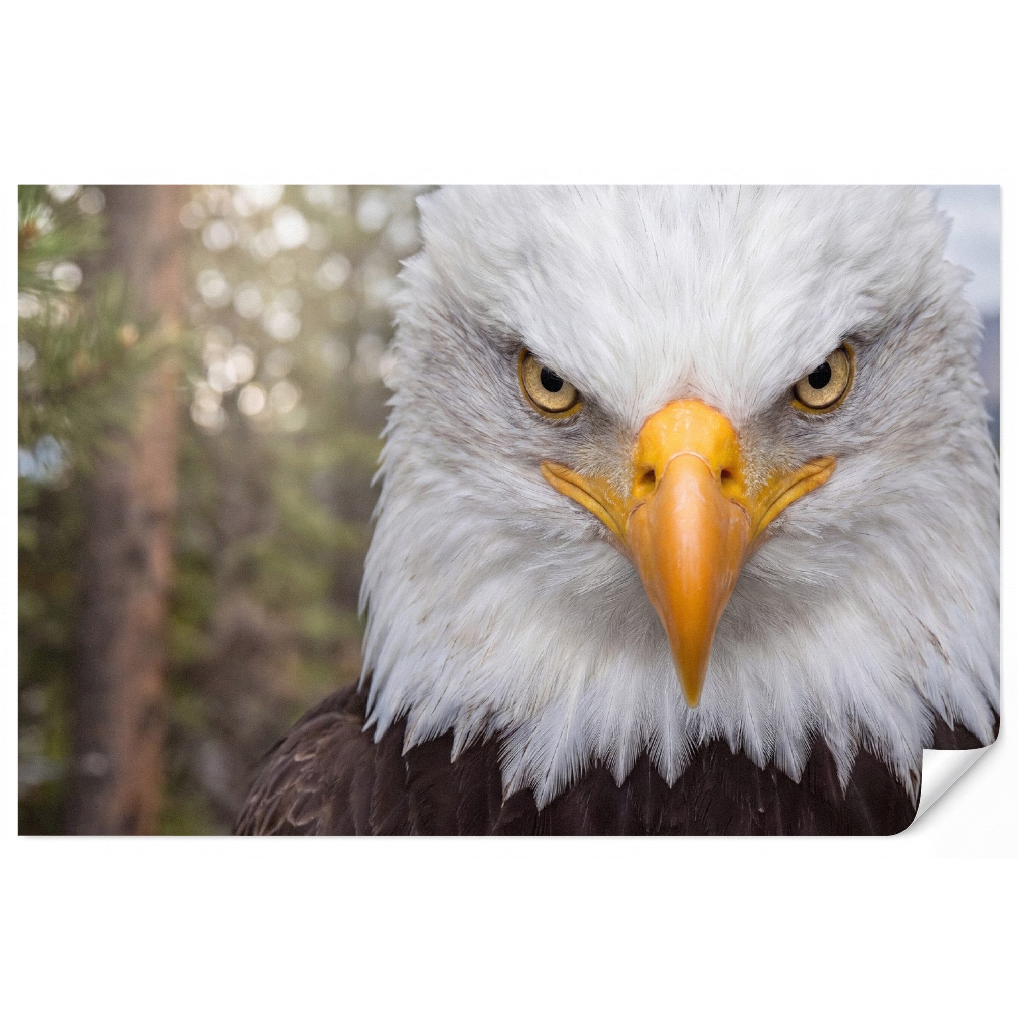 OnlyWow Fototapete Amerikanisch - Weißkopfseeadler - Porträt - Gelb, Matt, bedruckt, Wohnzimmer, Modern, bedruckt, Vinyl Tapete 100x70cm