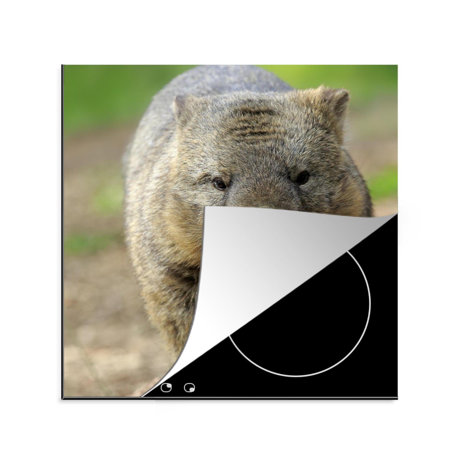MuchoWow Herdblende-/Abdeckplatte Ein Wombat auf einer Strandbank, Vinyl, (1 tlg), 78x78 cm, Ceranfeldabdeckung, Arbeitsplatte für küche