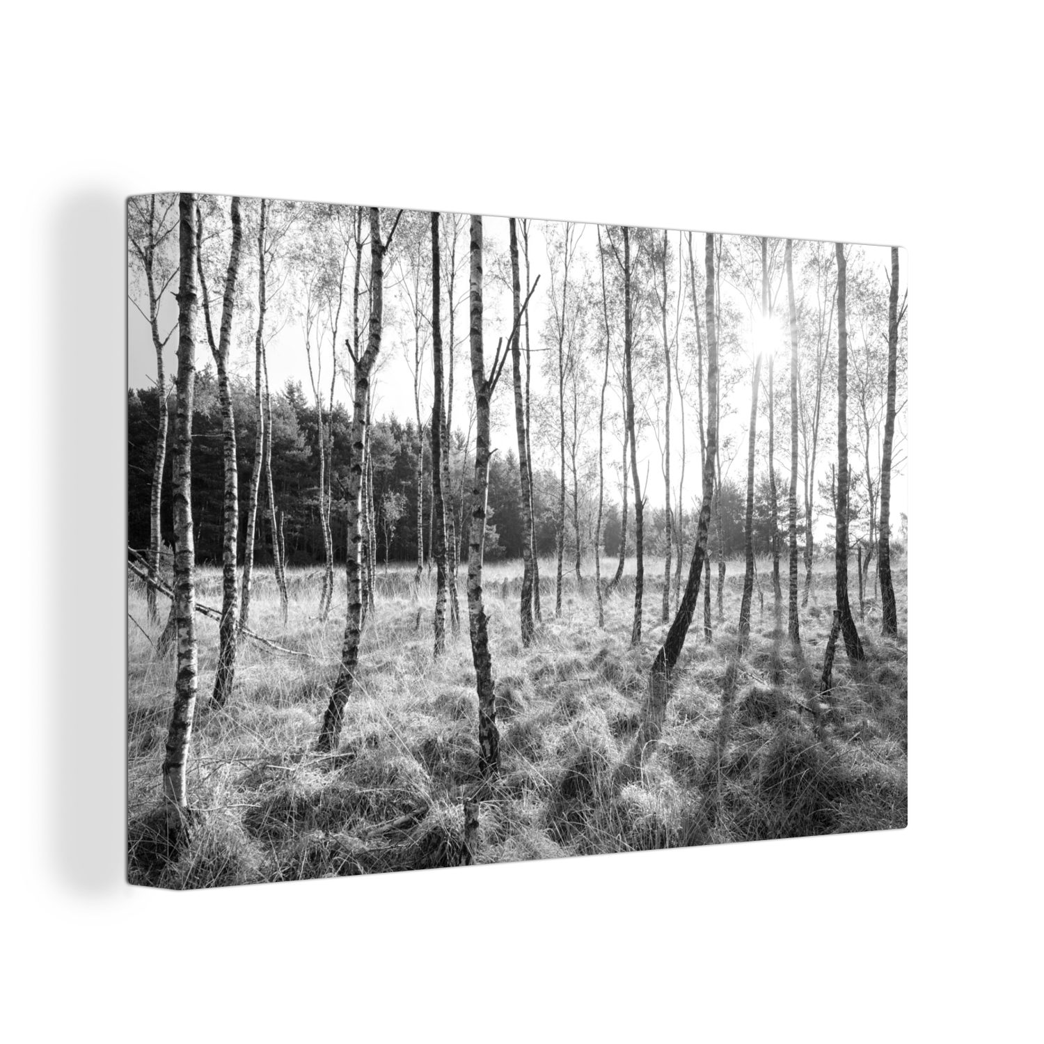 OneMillionCanvasses® Leinwandbild Birken in Europa - schwarz und weiß, (1 St), Wandbild Leinwandbilder, Aufhängefertig, Wanddeko, 30x20 cm