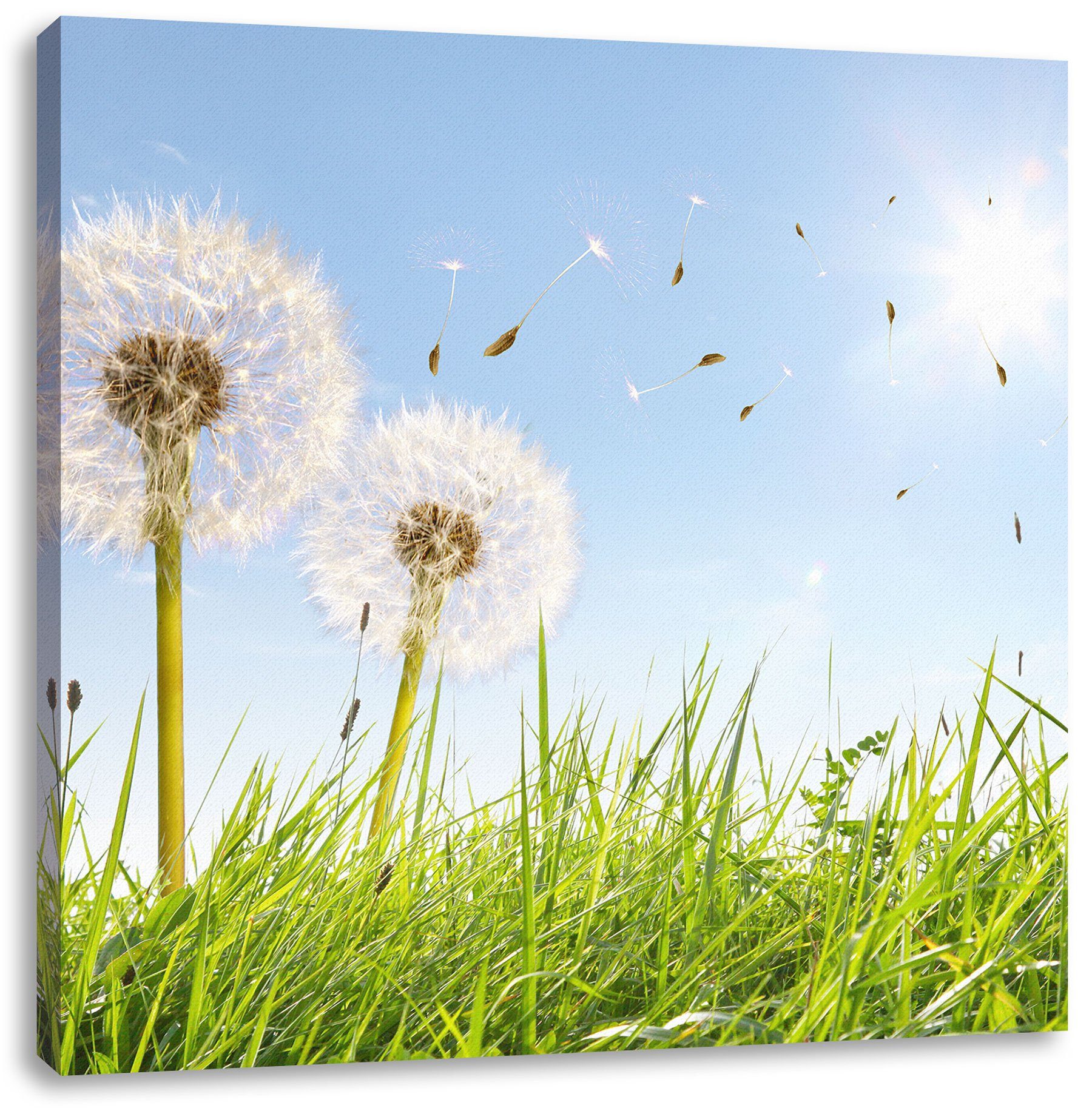 Pixxprint Leinwandbild Pusteblumen auf Frühlingswiese, Zackenaufhänger Pusteblumen Leinwandbild fertig St), Frühlingswiese (1 inkl. auf bespannt