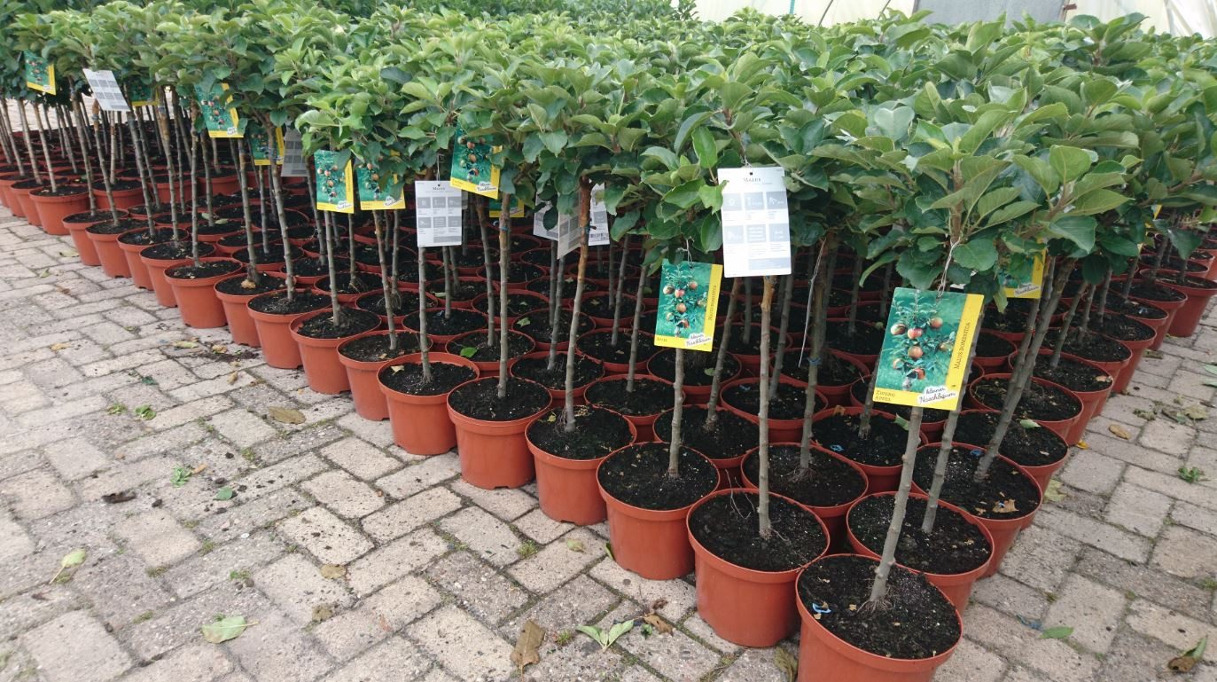 Pflanzen für Dich Obstpflanze Terrassenobst Zwergobst Sorten, 1 St., Terrassenobst, Zwergobst, kompakt, selbstfruchtend