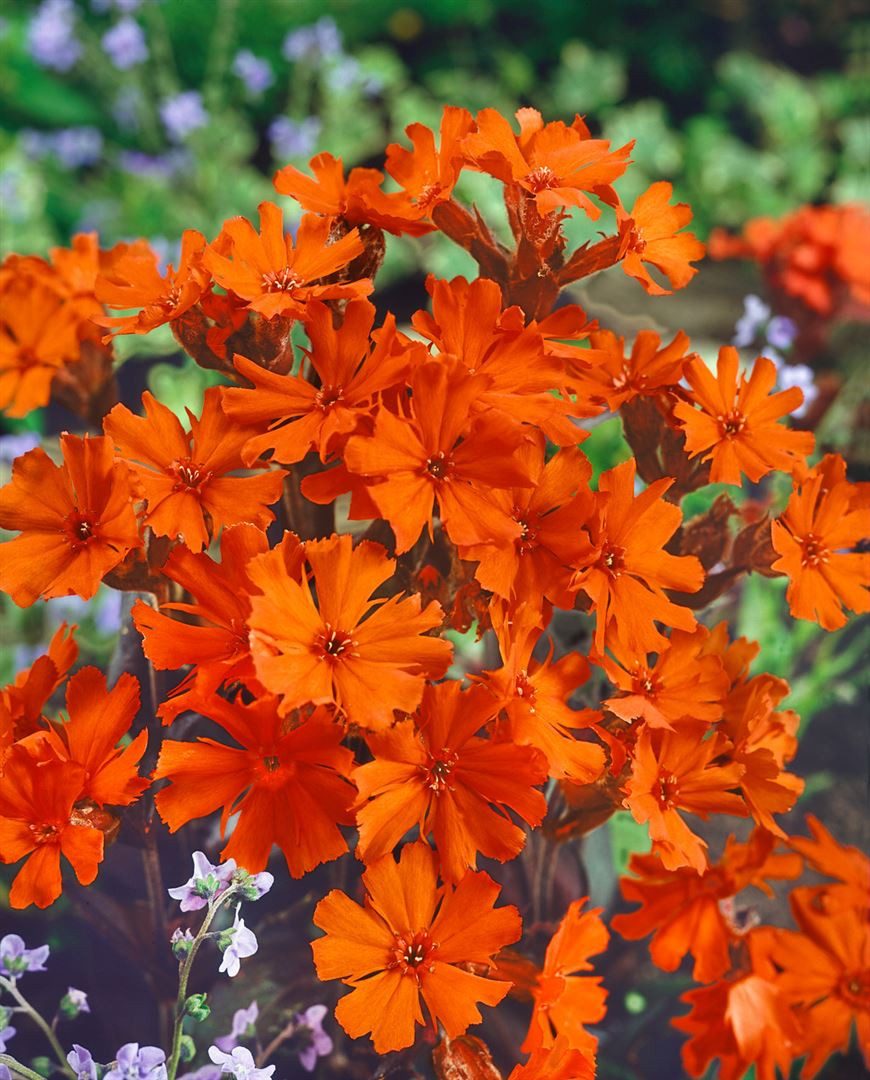 Pflanzen für Dich Staude Lychnis arkwrightii Vesuvius, 1 St., Arkwright-Leimkraut