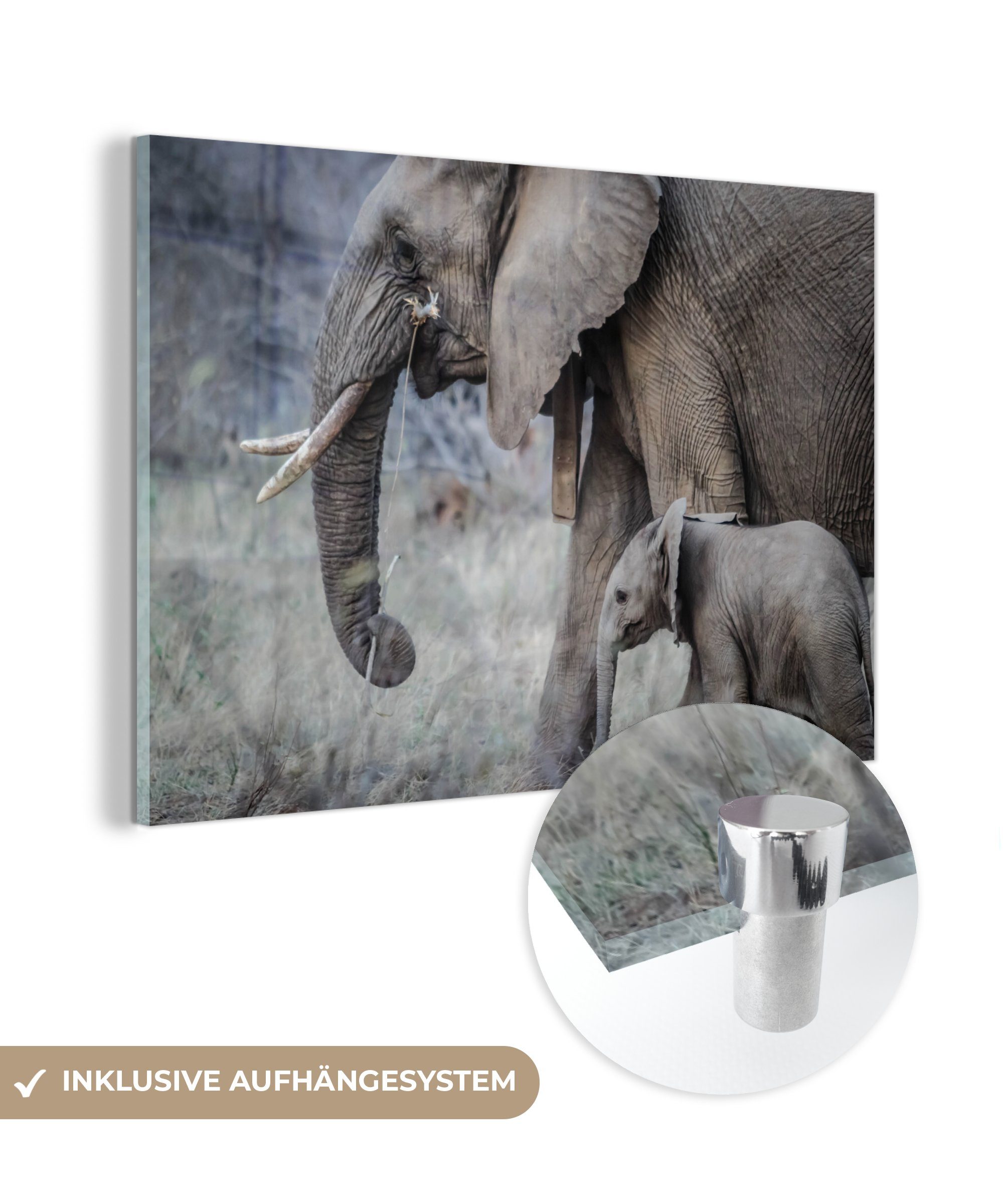 & Acrylglasbilder - Wohnzimmer Acrylglasbild (1 MuchoWow - Elefant Gras, St), Kalb Schlafzimmer